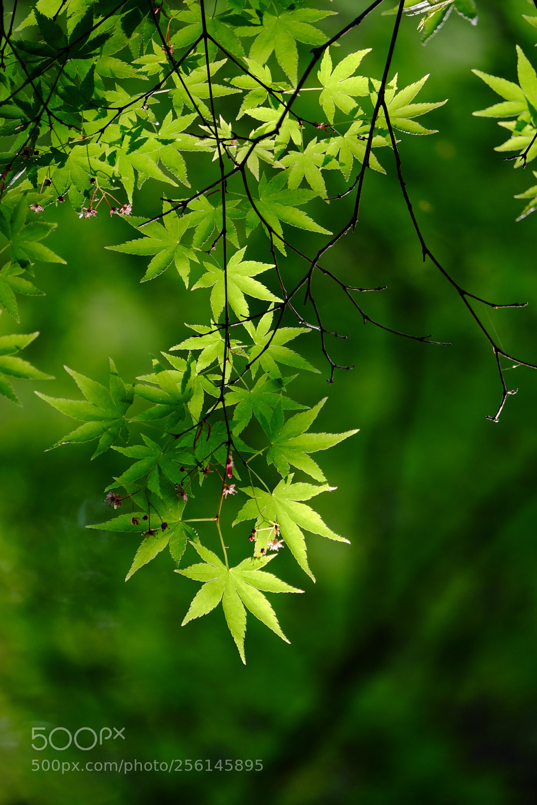 Fujifilm X-T10 sample photo. Green day photography