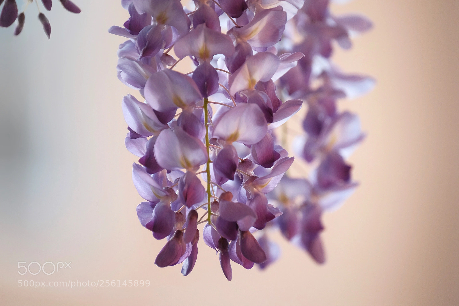 Fujifilm X-T1 sample photo. Wisteria in my garden 2 photography