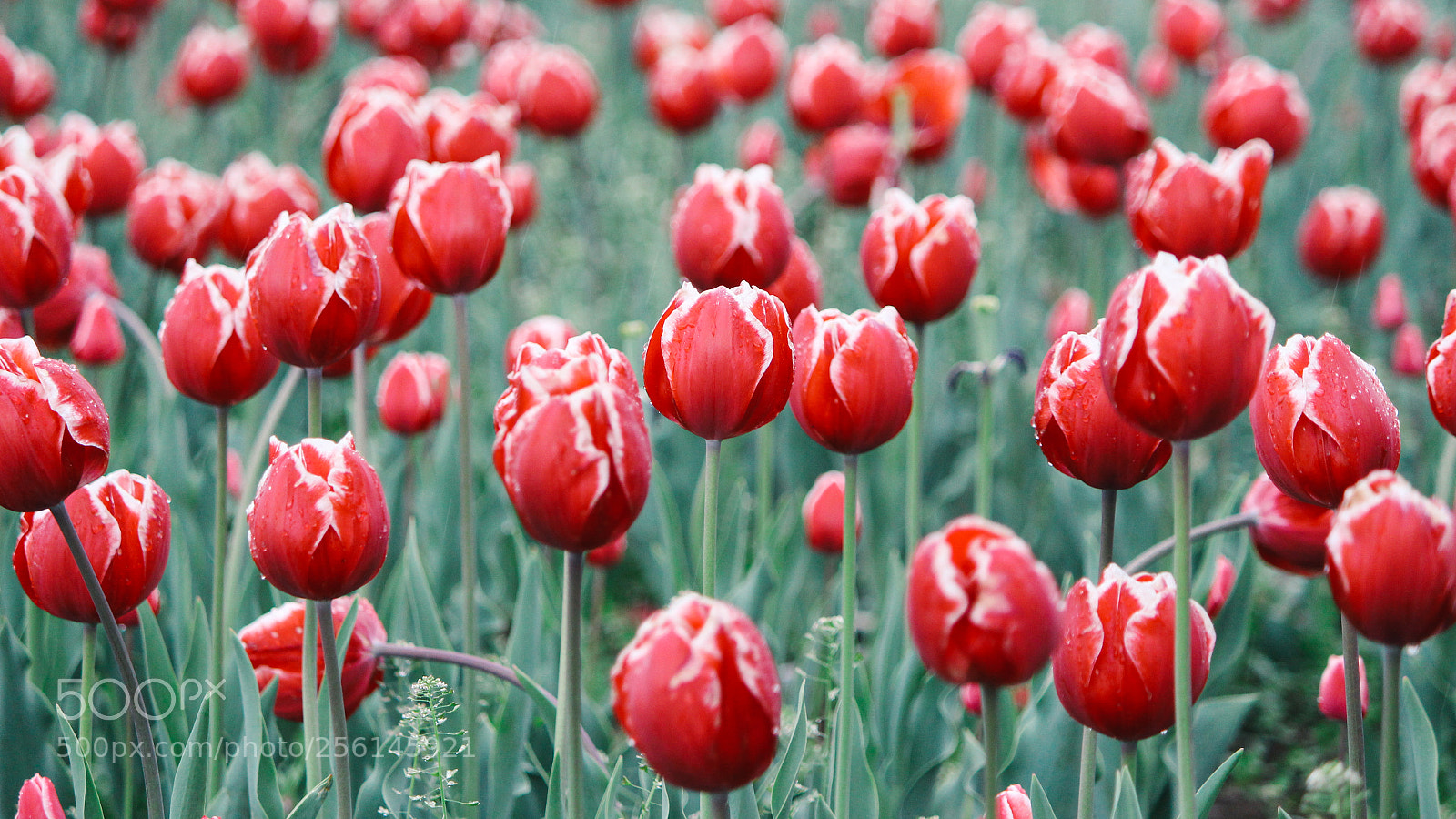 Canon EOS 700D (EOS Rebel T5i / EOS Kiss X7i) sample photo. Reds photography
