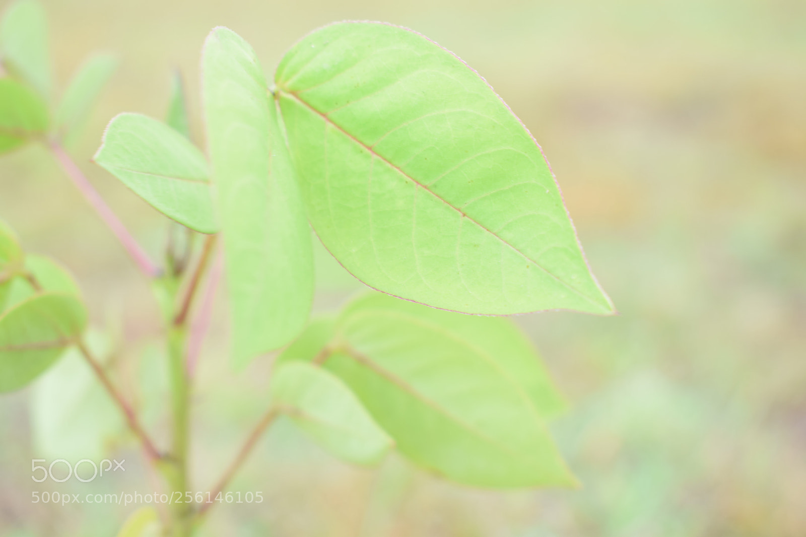 Nikon D5300 sample photo. Nature photos photography