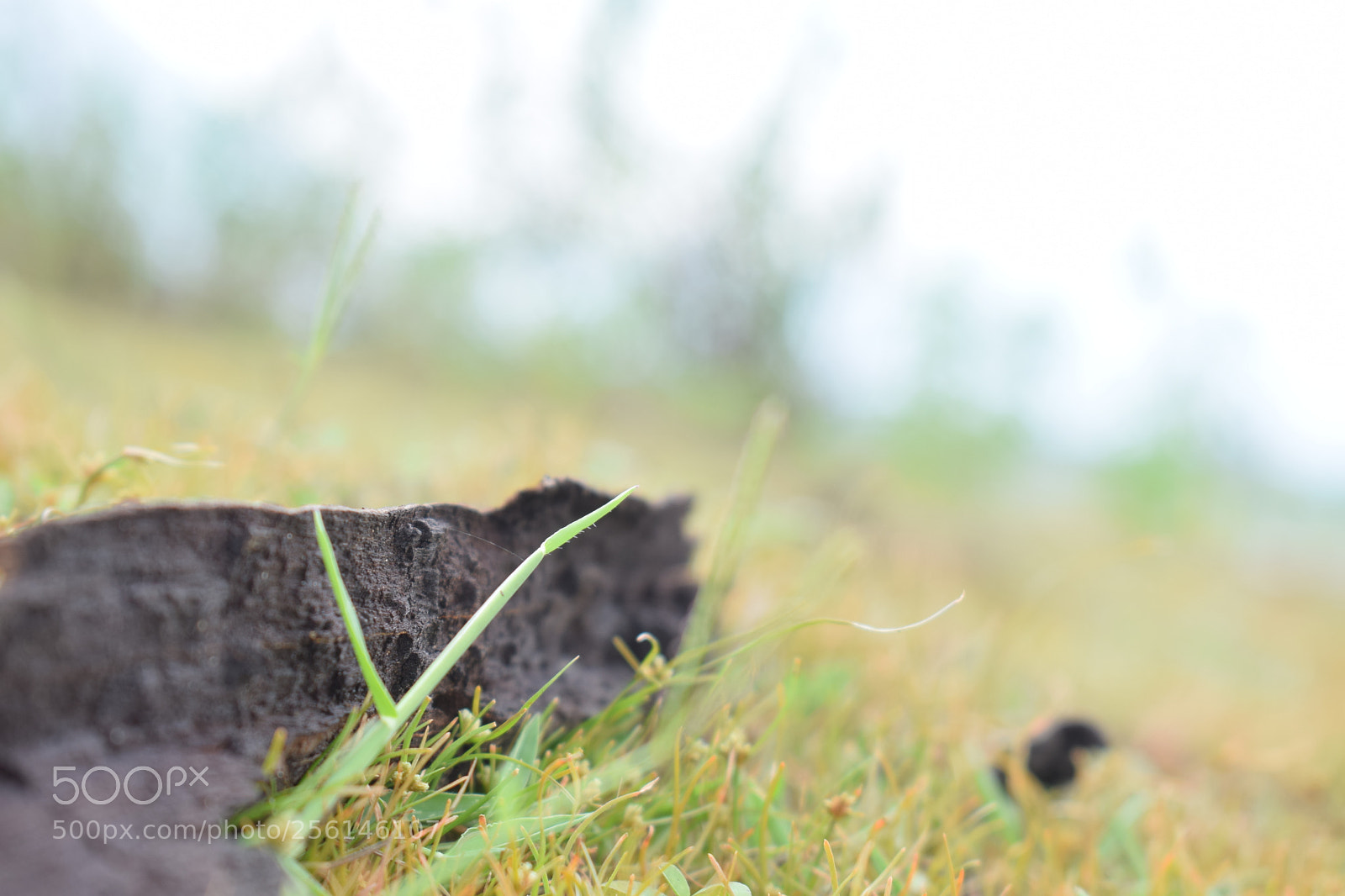 Nikon D5300 sample photo. Nature photos photography