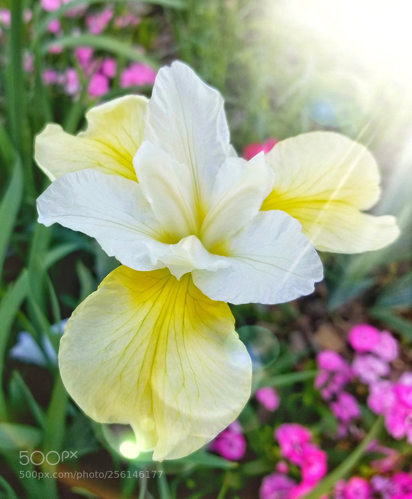 Samsung Galaxy S8 sample photo. Atlanta botanical garden photography