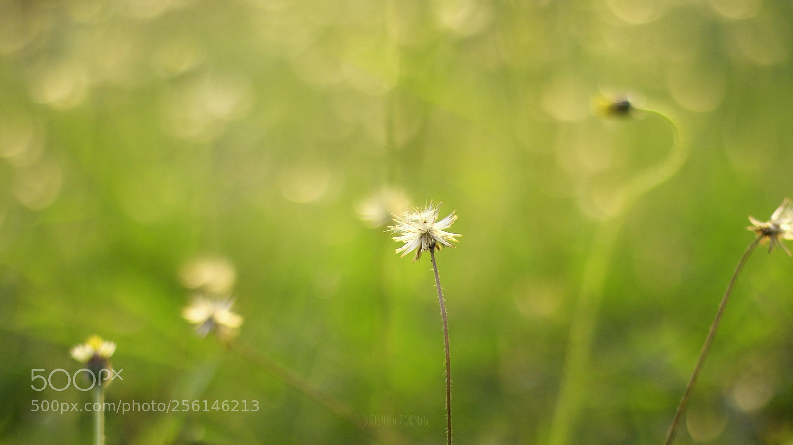 Canon EOS 700D (EOS Rebel T5i / EOS Kiss X7i) sample photo. Nature photography
