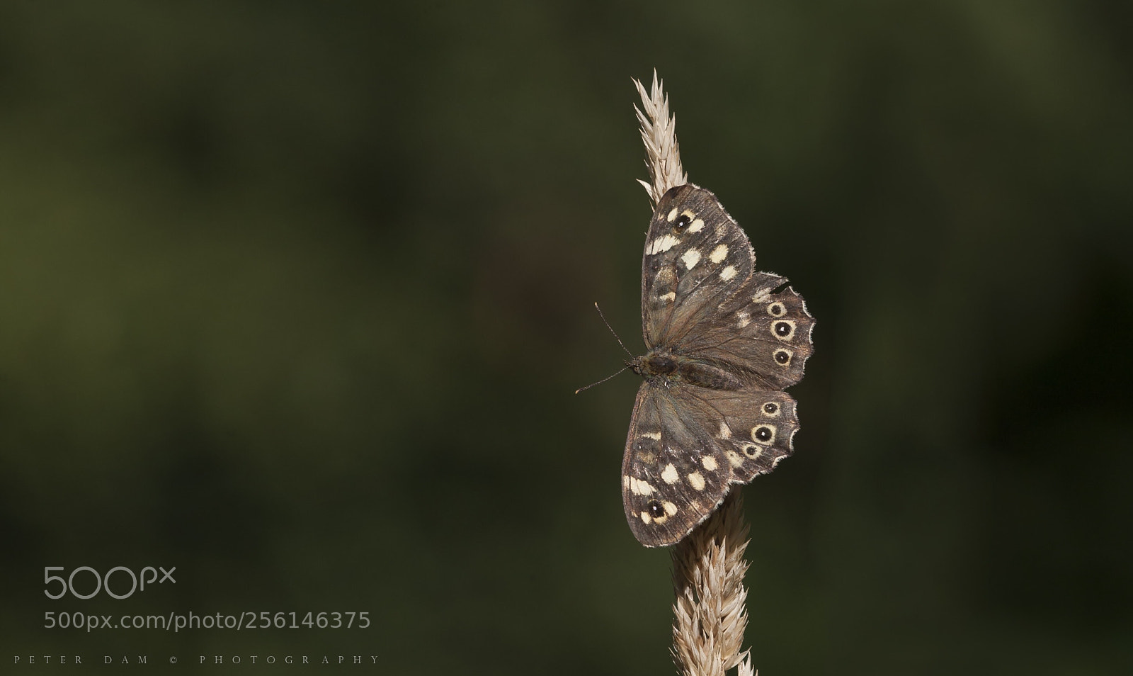 Canon EOS-1D Mark III sample photo. Speckled wood photography