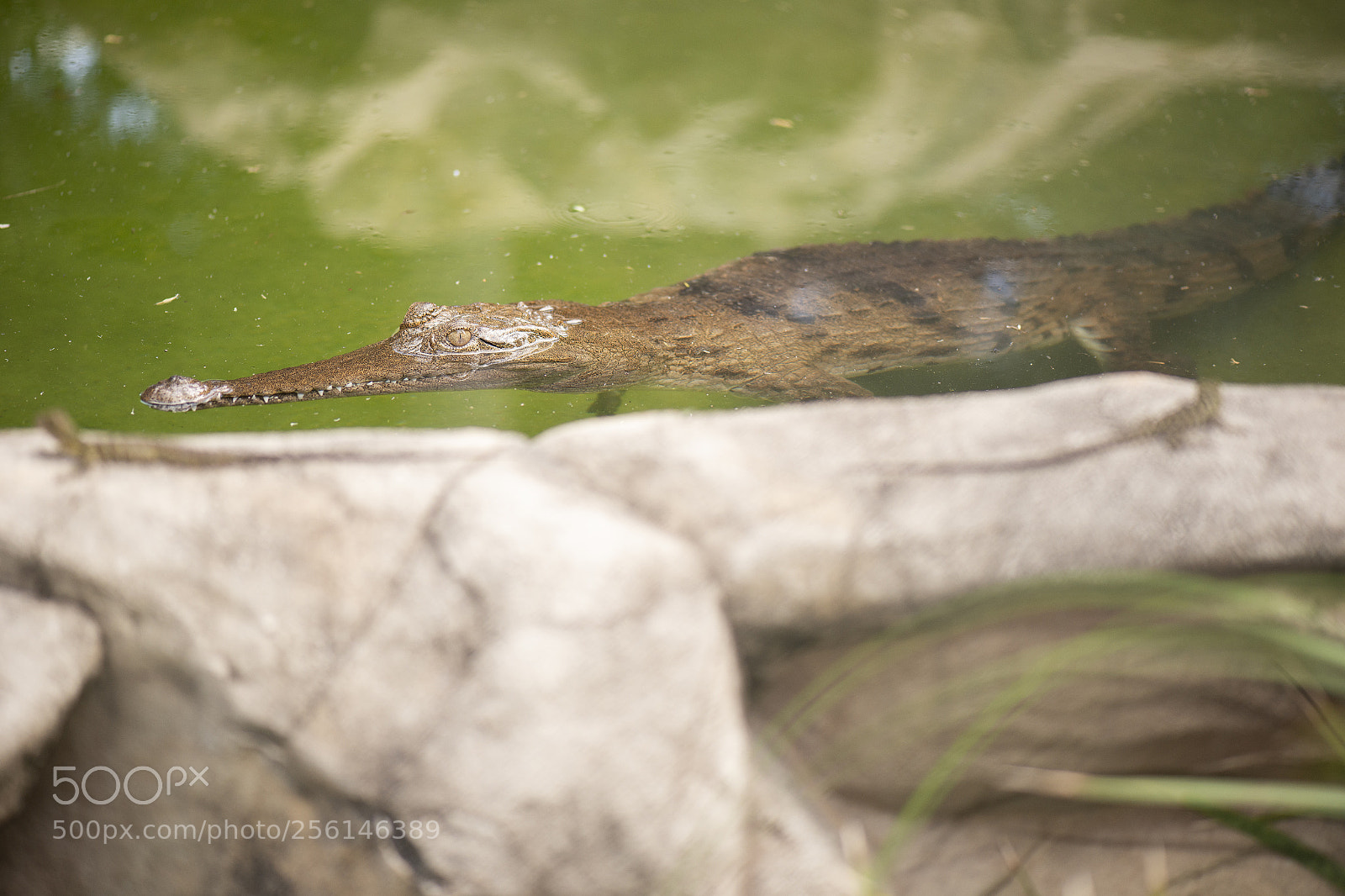 Nikon D800 sample photo. Freshwater crocodile photography