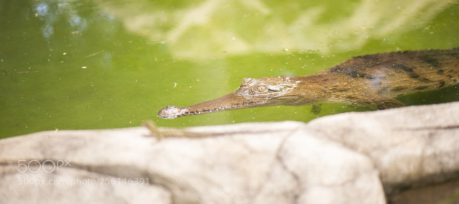 Nikon D800 sample photo. Freshwater crocodile photography