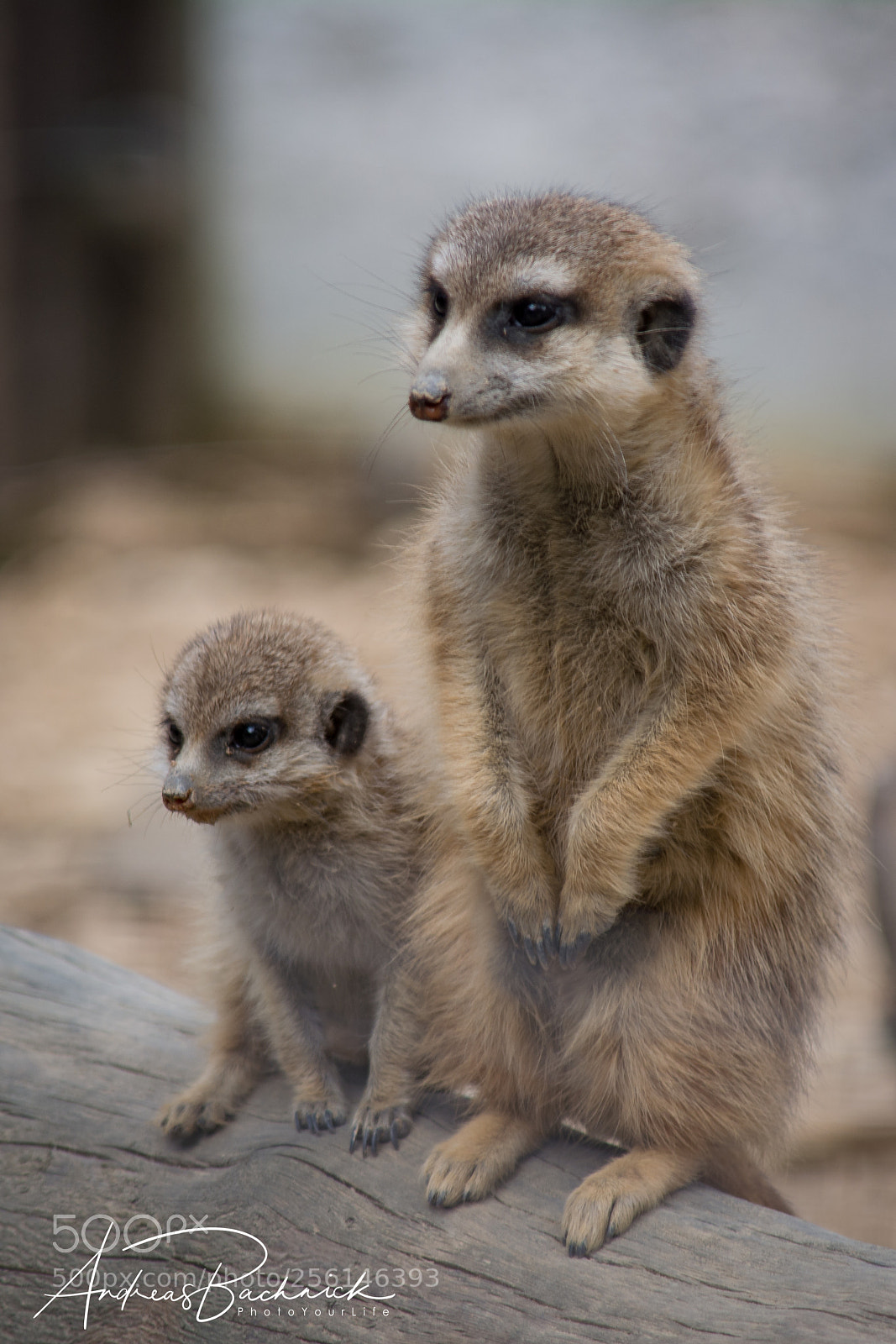 Nikon D5200 sample photo. Father and son photography