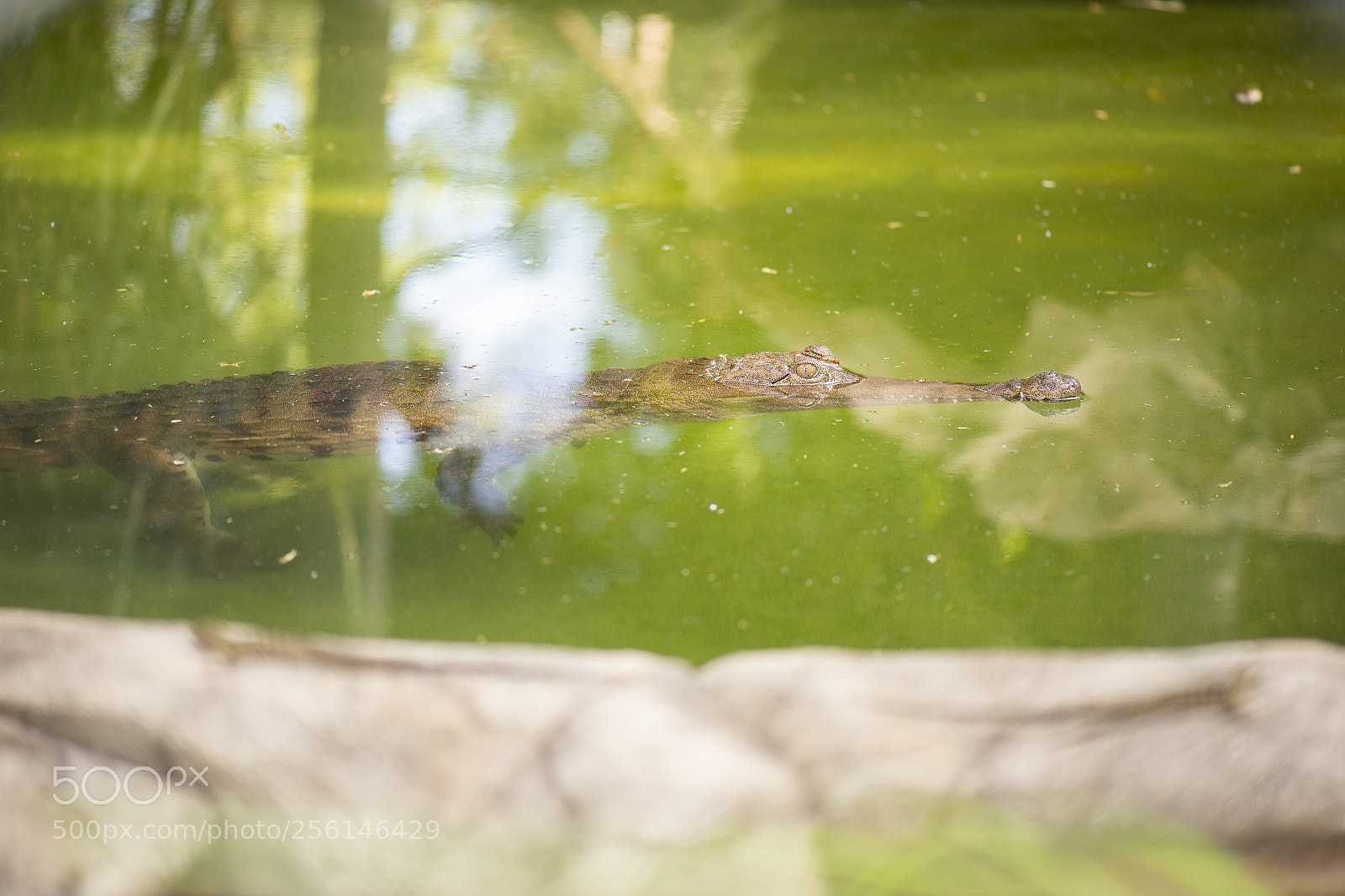 Nikon D800 sample photo. Freshwater crocodile photography