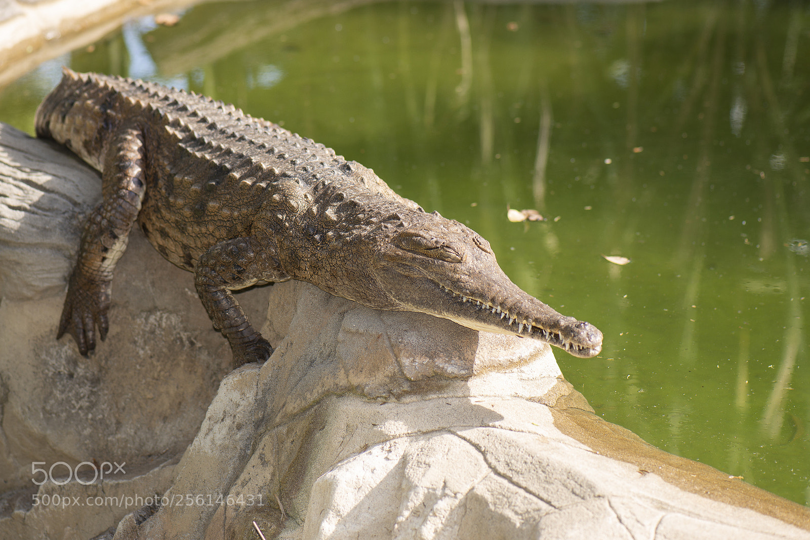 Nikon D800 sample photo. Freshwater crocodile photography