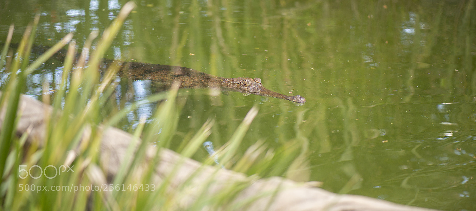 Nikon D800 sample photo. Freshwater crocodile photography