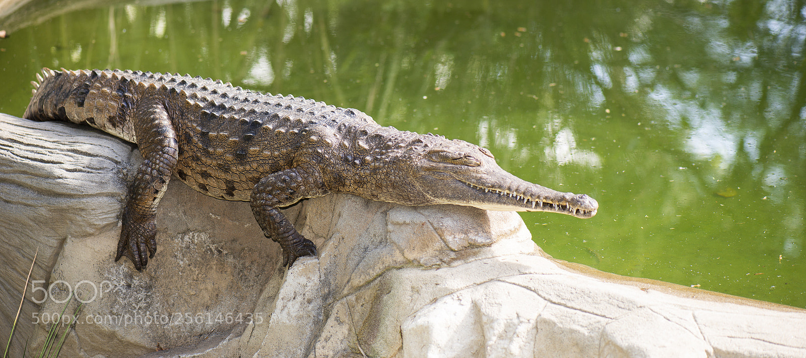 Nikon D800 sample photo. Freshwater crocodile photography