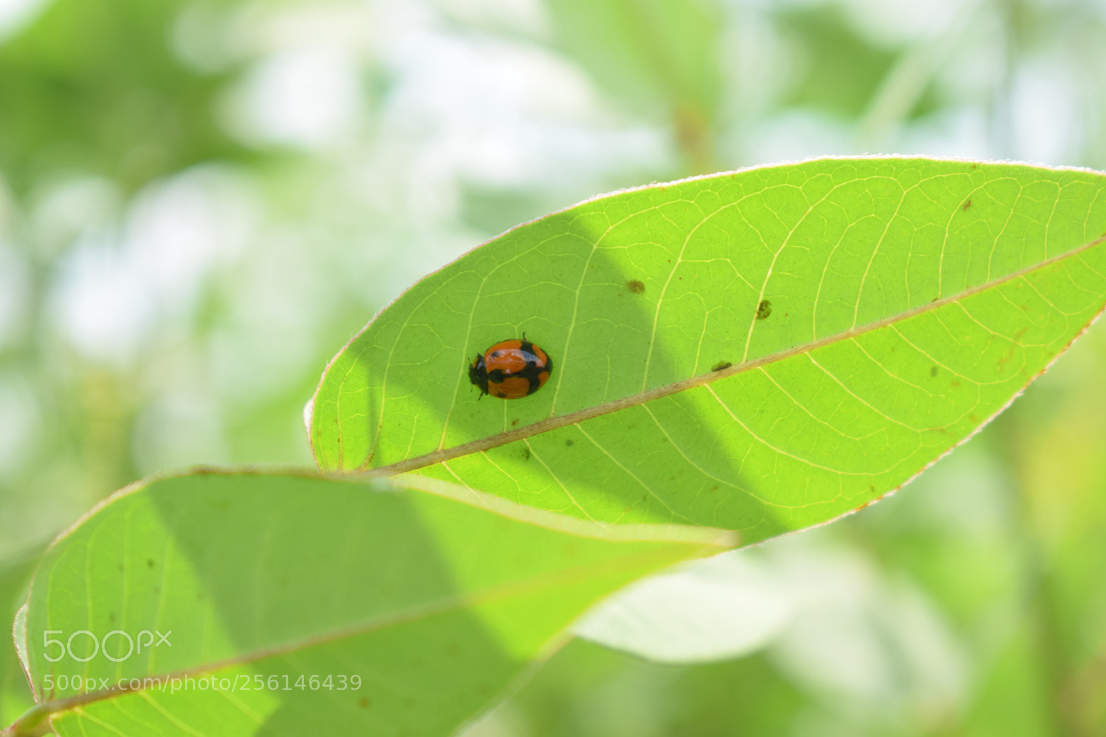 Nikon D5300 sample photo. Nature photos photography