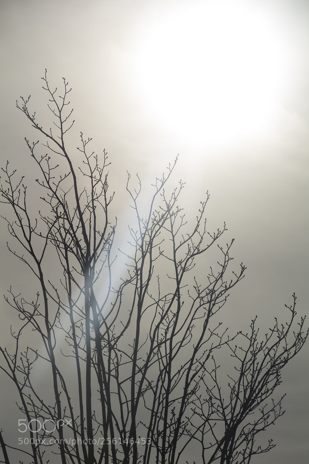 Canon EOS 1200D (EOS Rebel T5 / EOS Kiss X70 / EOS Hi) sample photo. Black branches look up 2. photography