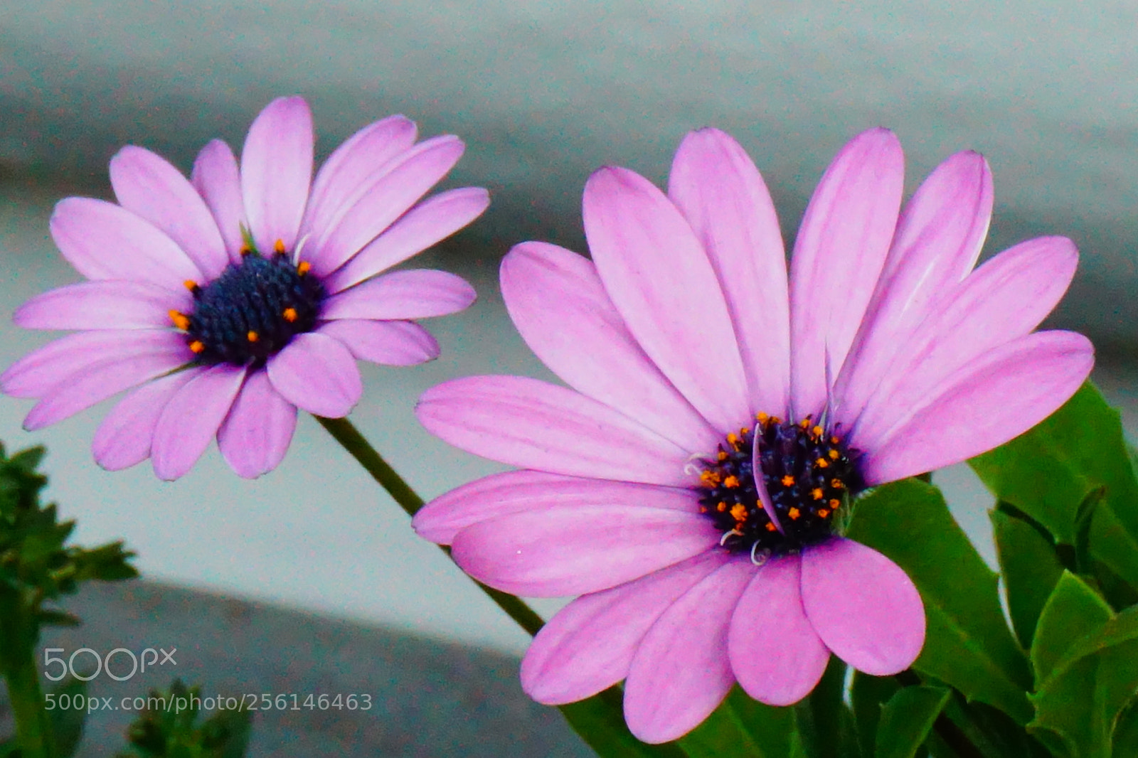 Sony a6000 sample photo. Flower photography