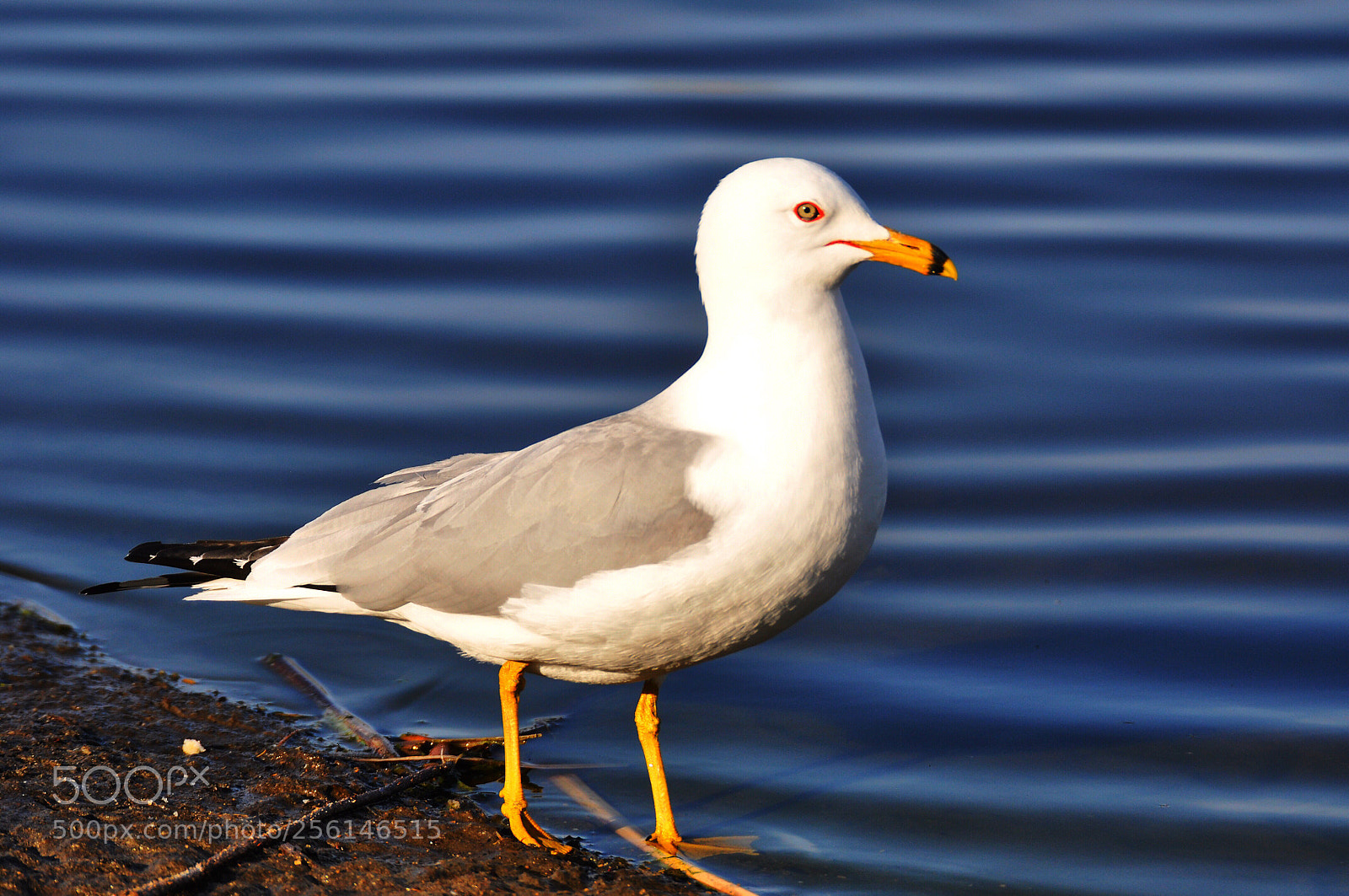 Nikon D90 sample photo. Seagull  photography