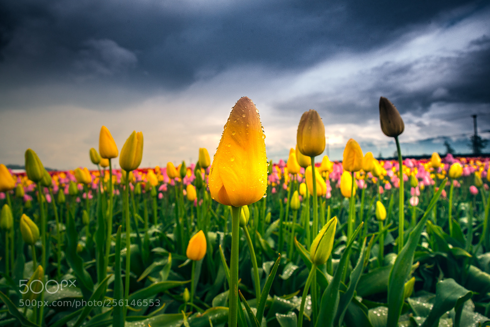 Nikon D750 sample photo. Flower power photography