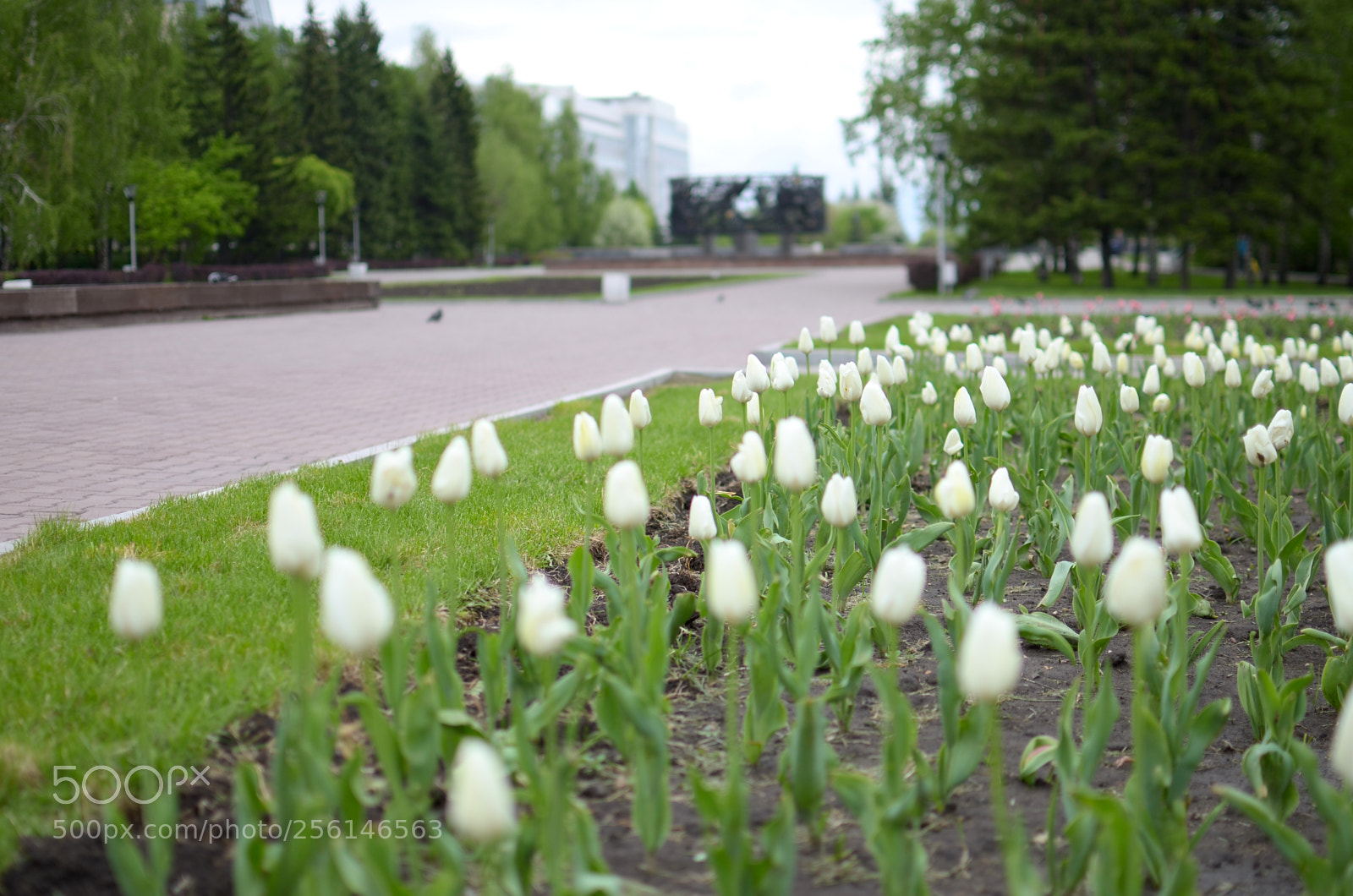 Nikon D7000 sample photo. White tulips photography