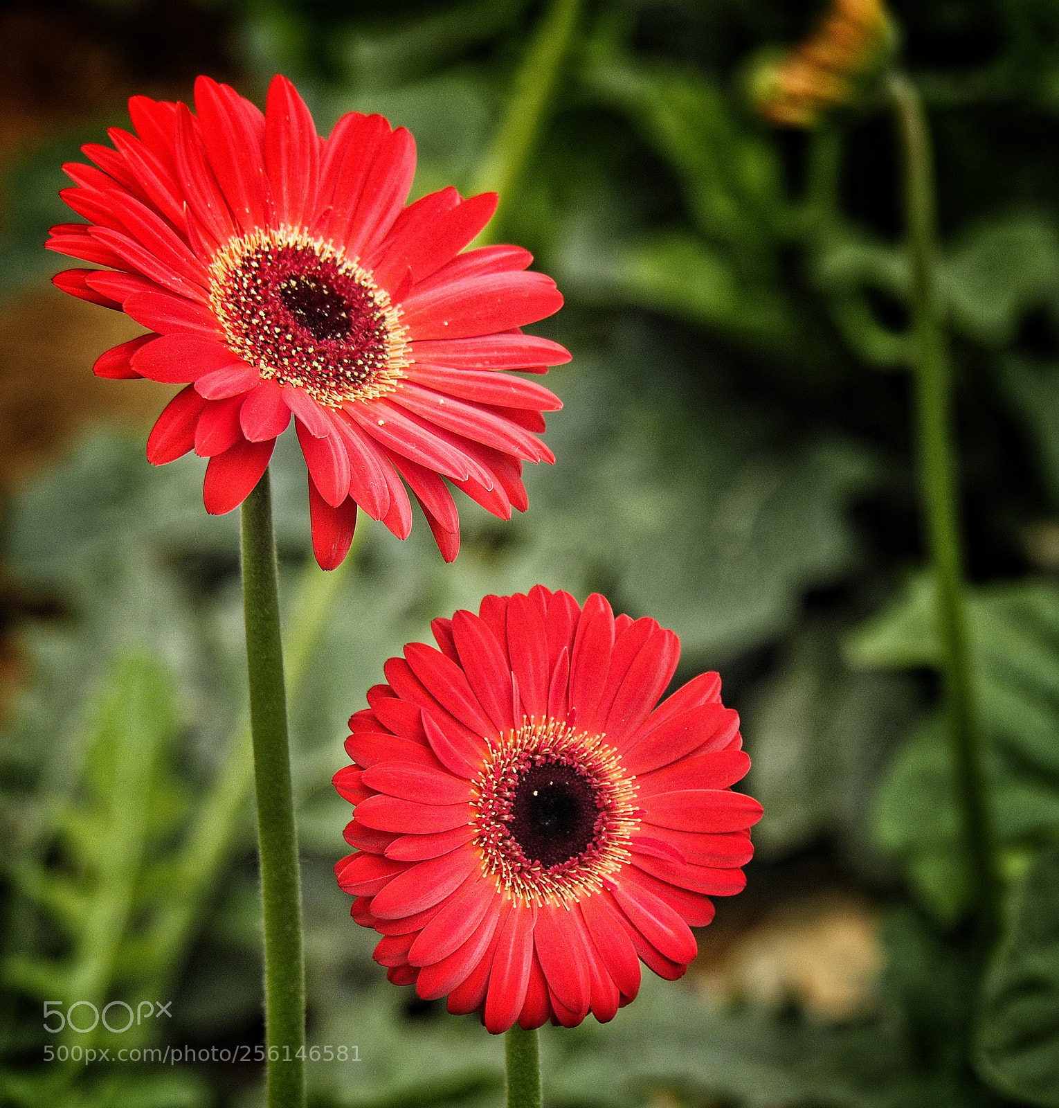 Olympus OM-D E-M1 sample photo. Red flower photography