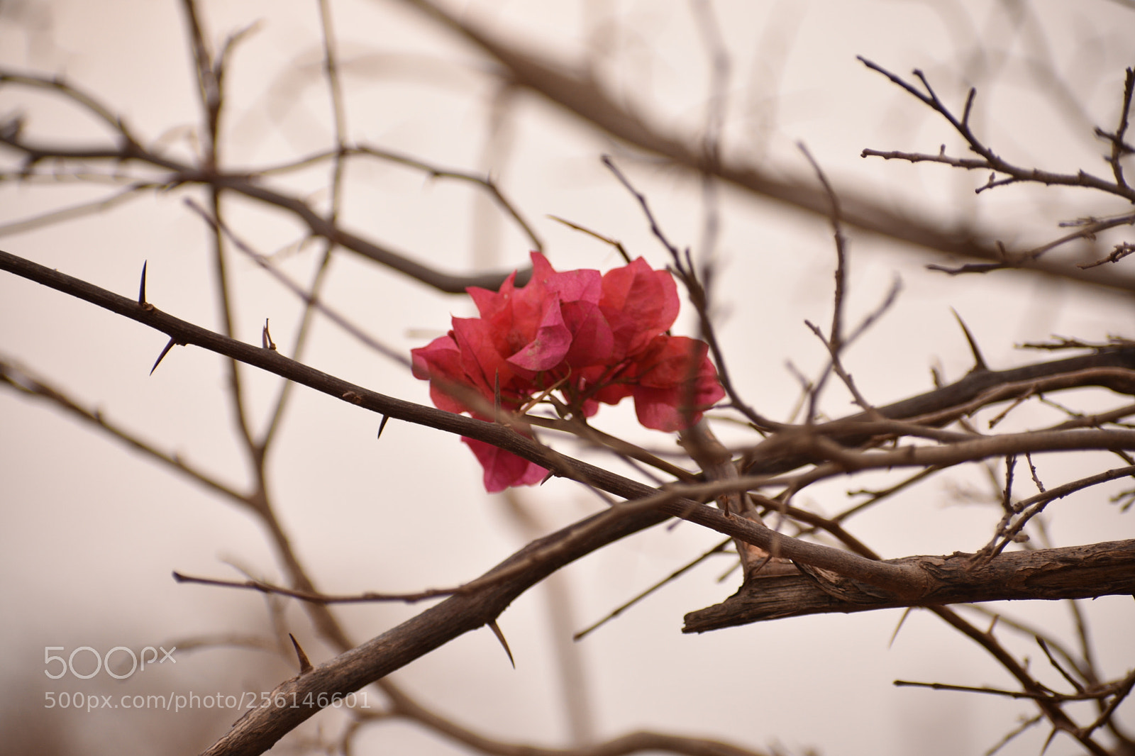 Nikon D3400 sample photo. Untitled photography