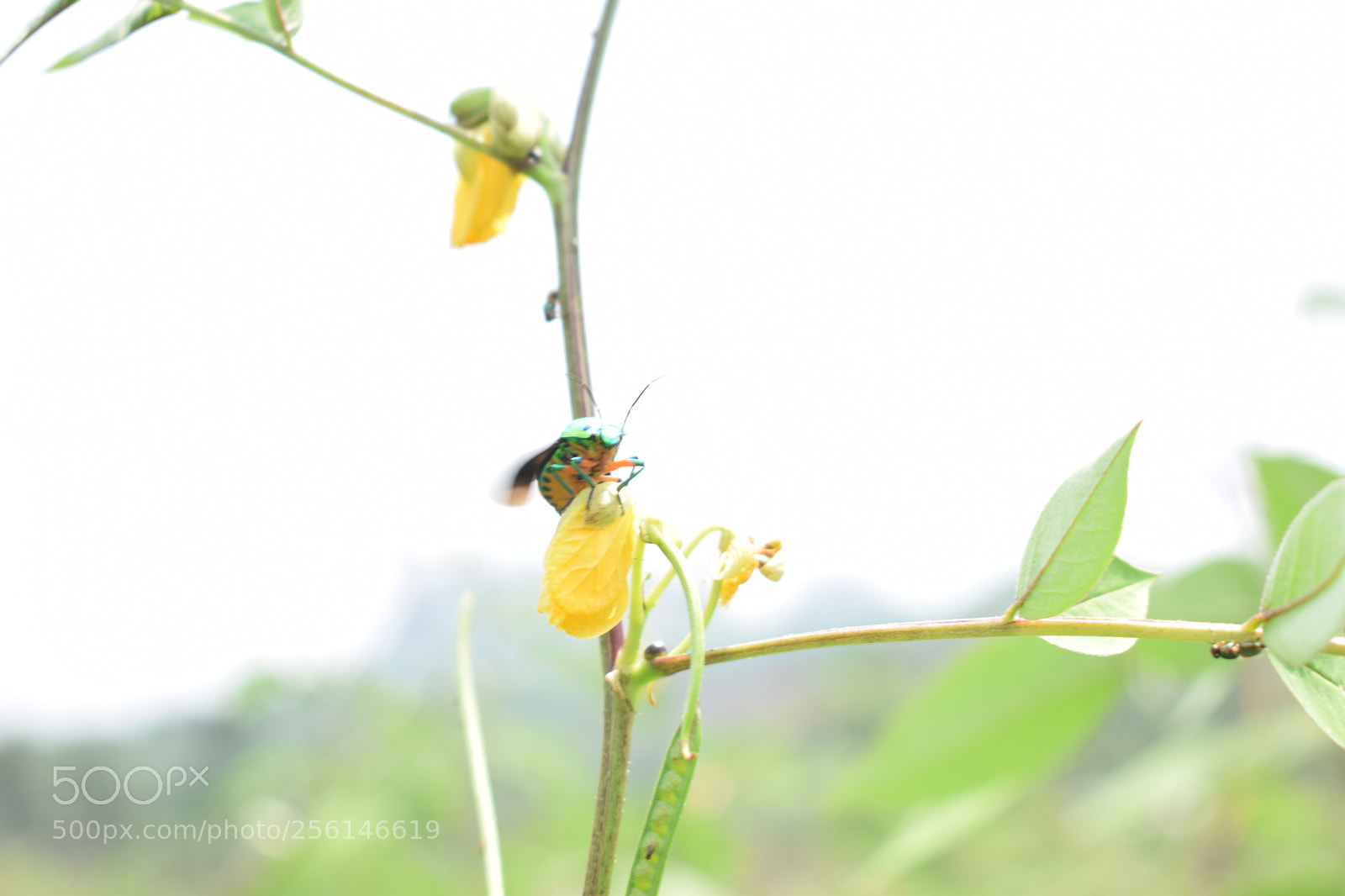 Nikon D5300 sample photo. Nature photos photography