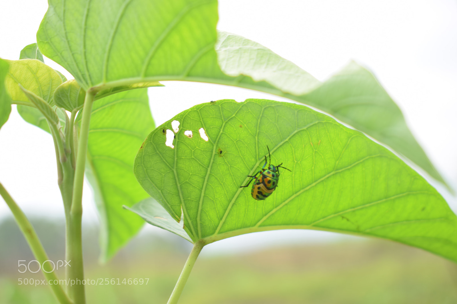 Nikon D5300 sample photo. Nature photos photography