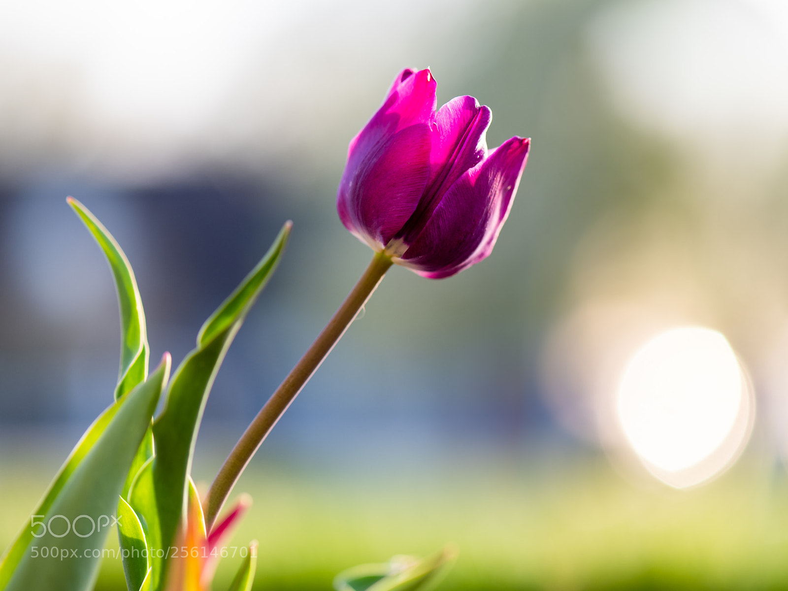 Nikon D850 sample photo. Tulip photography
