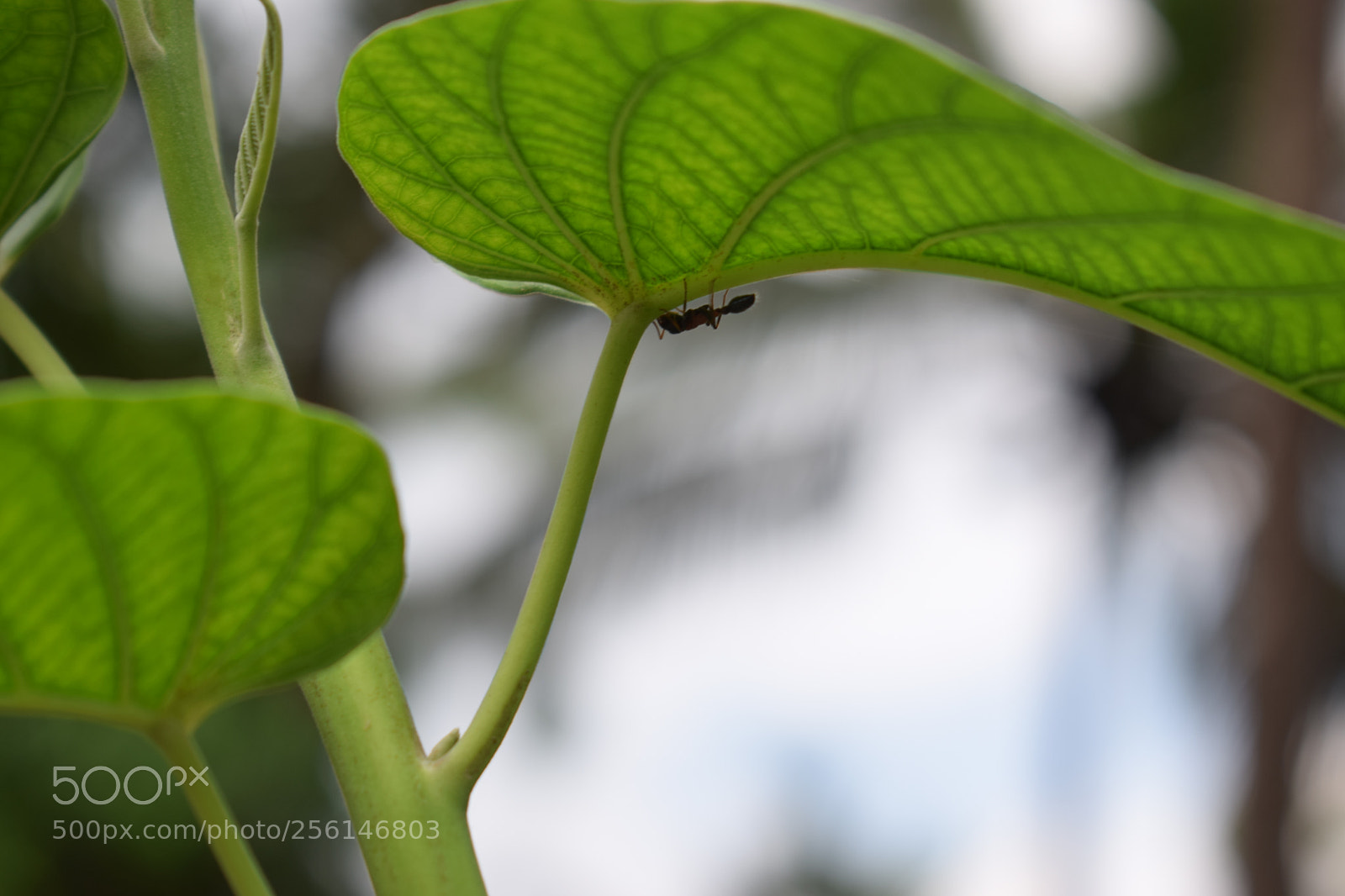 Nikon D5300 sample photo. Nature photos photography