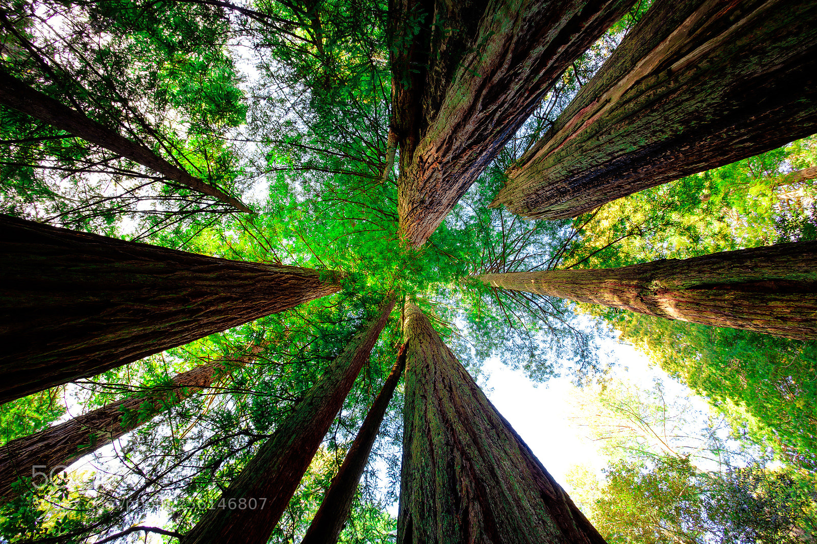Canon EOS 6D sample photo. Under the redwoods photography