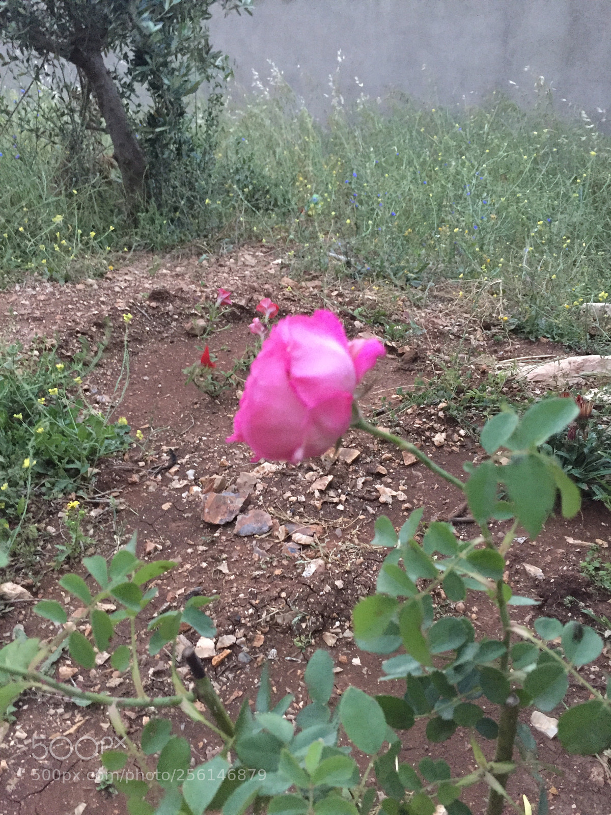 Apple iPhone 6 sample photo. ??? photography
