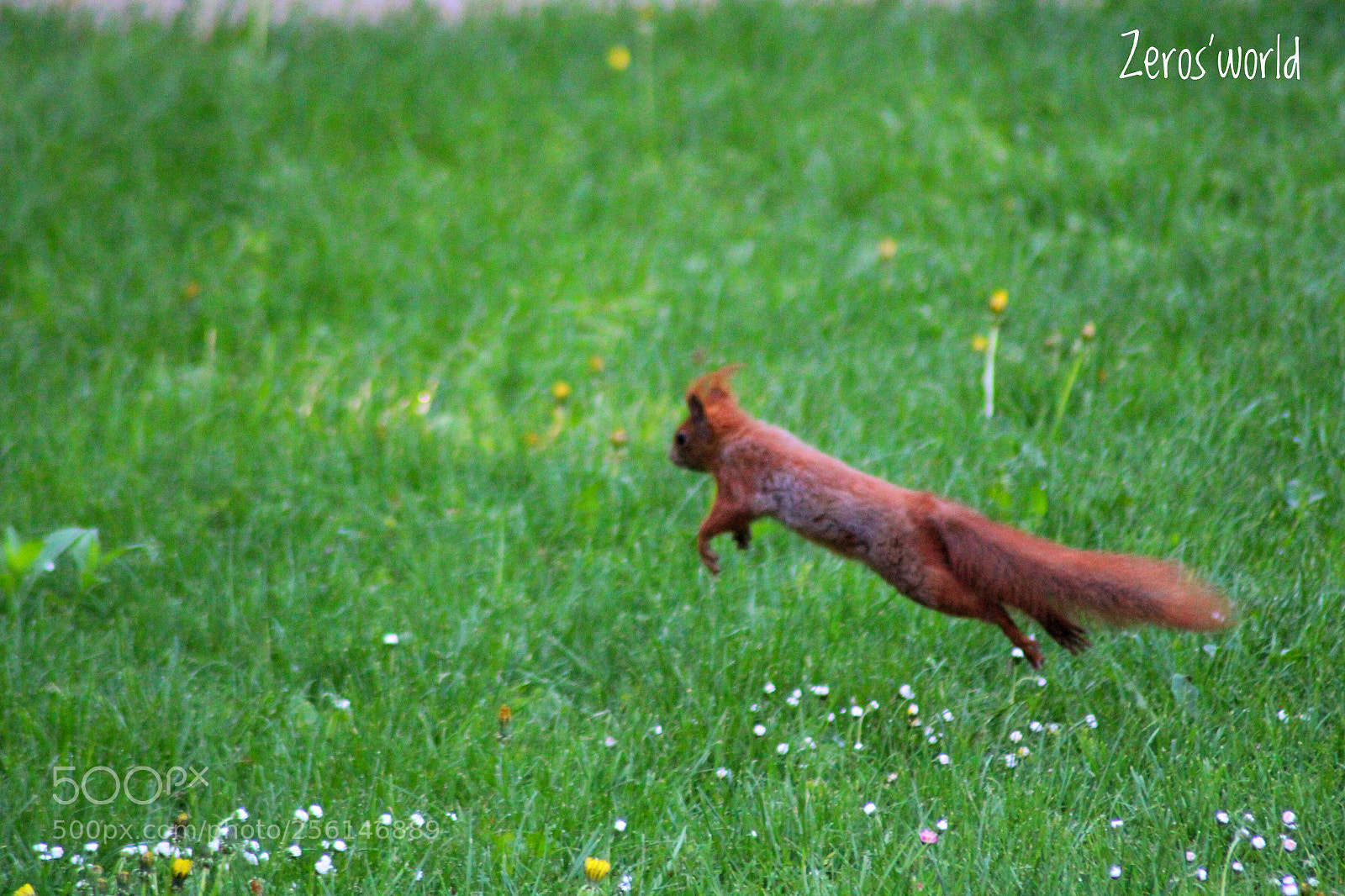 Canon EOS 1300D (EOS Rebel T6 / EOS Kiss X80) sample photo. Energetic squirrel  photography