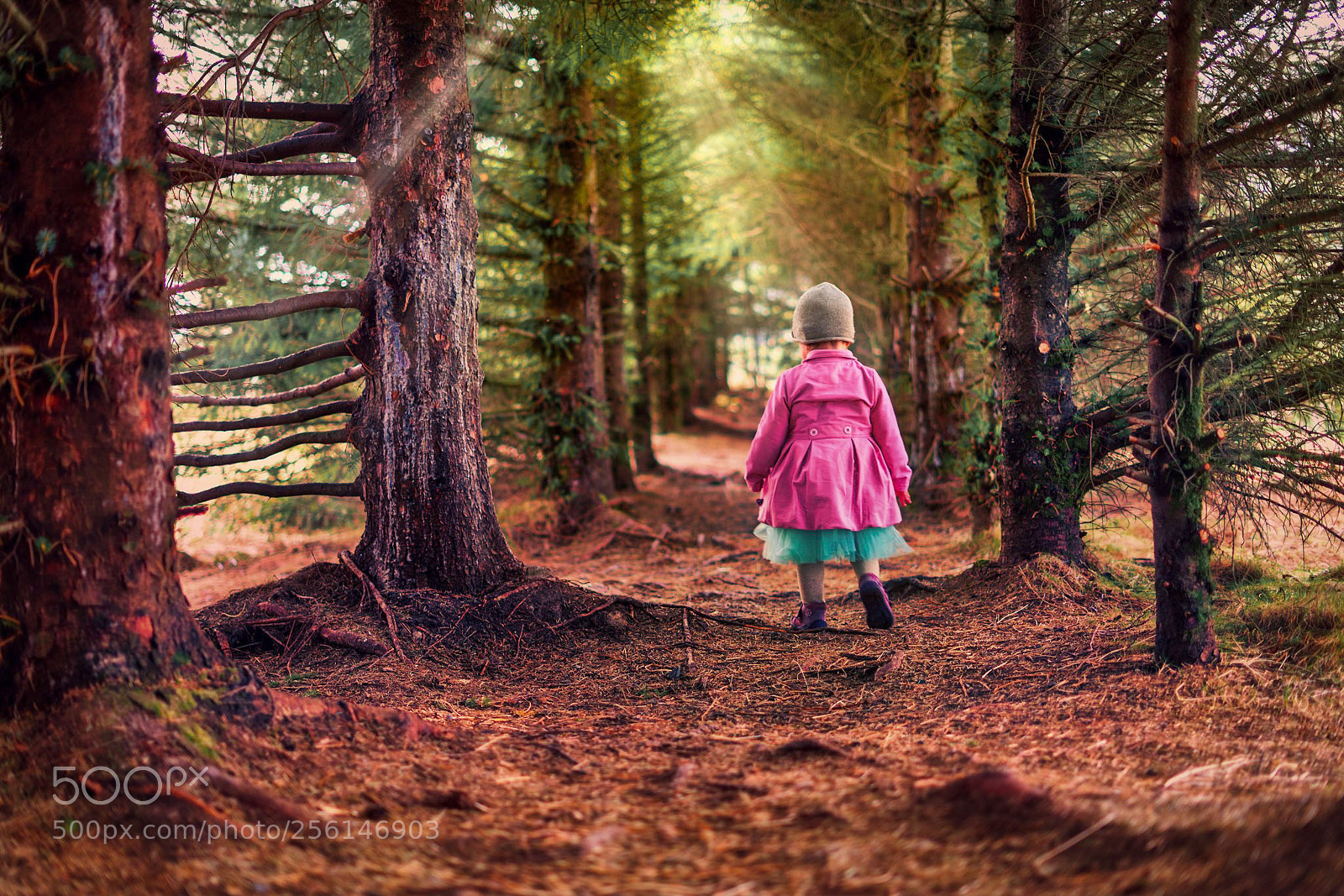 Sony a7 II sample photo. Into the woods photography