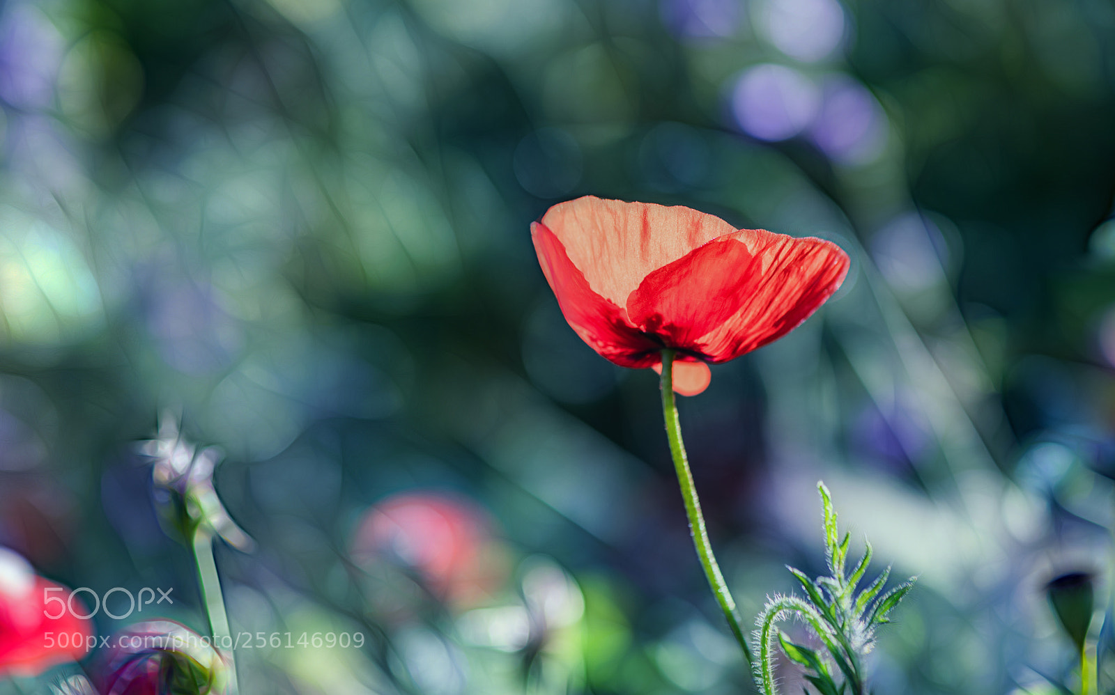 Nikon D850 sample photo. But still there photography