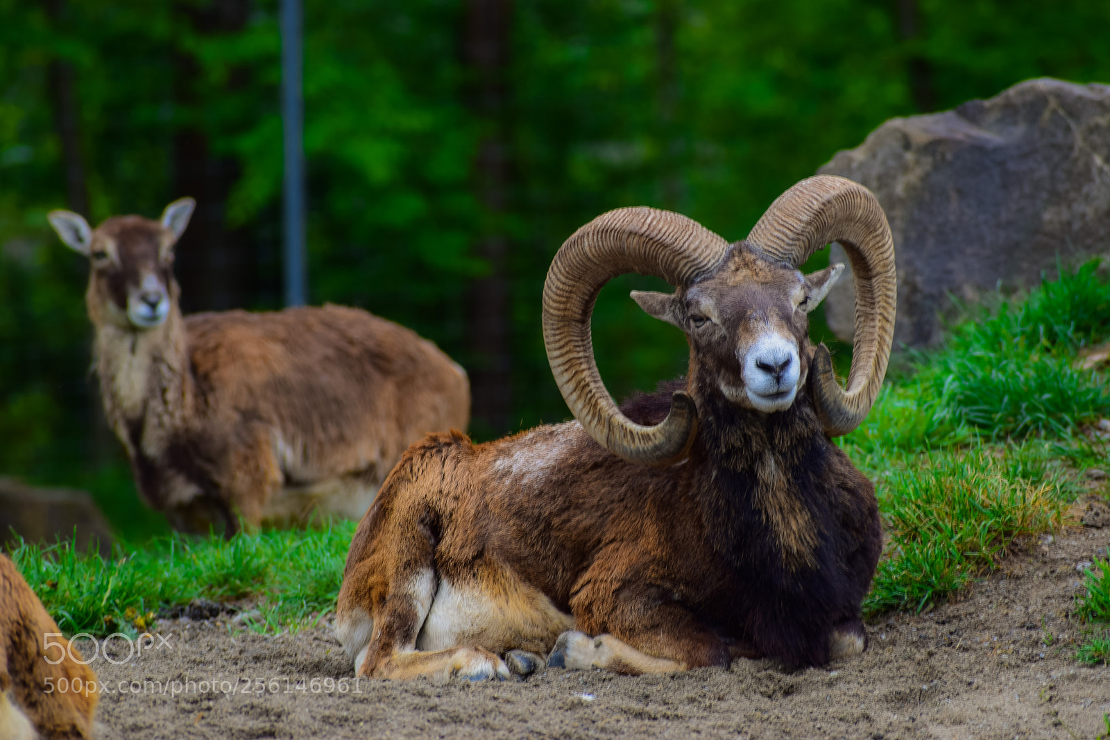Nikon D3300 sample photo. European mouflon rams photography