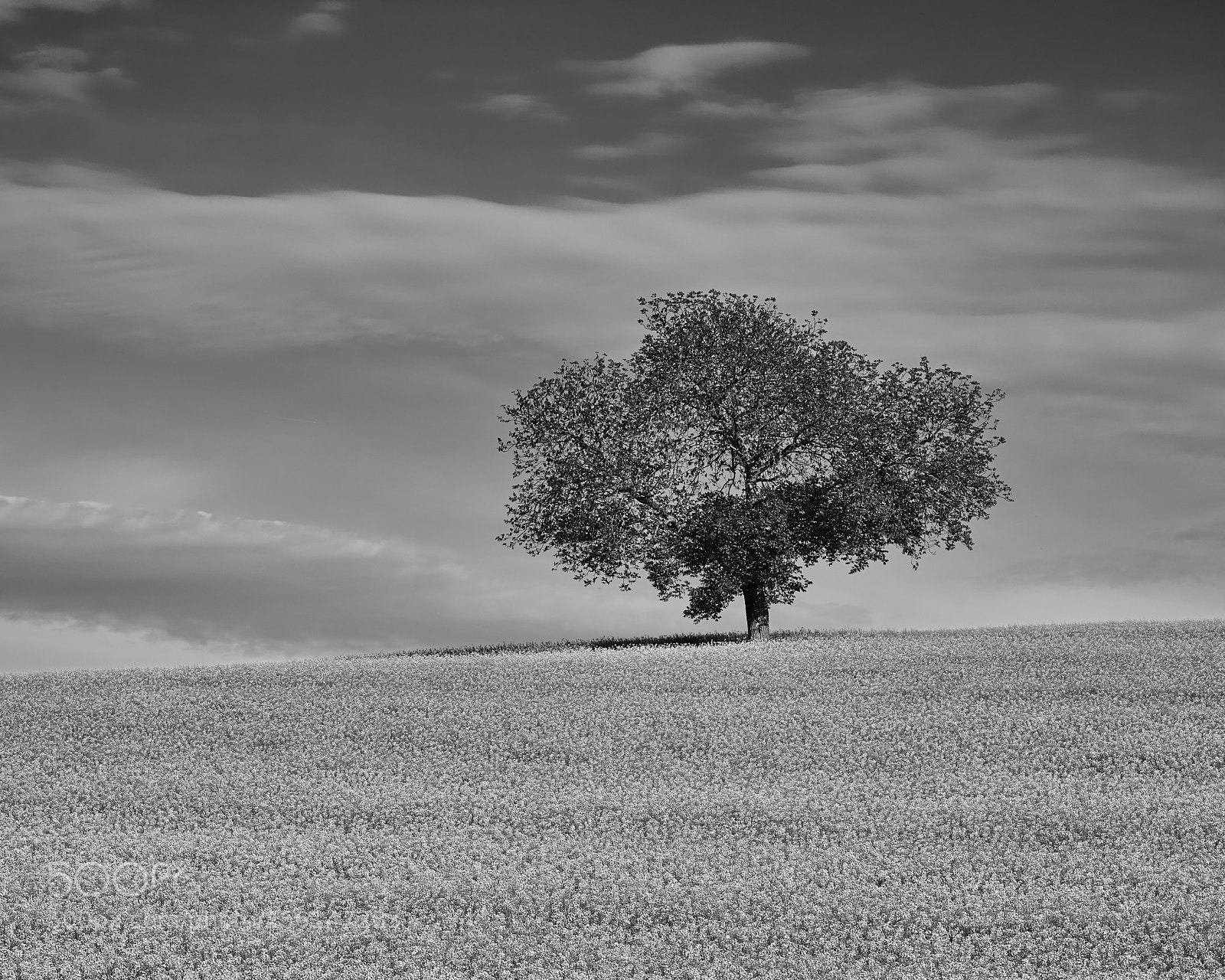 Sony a7R III sample photo. Tree photography
