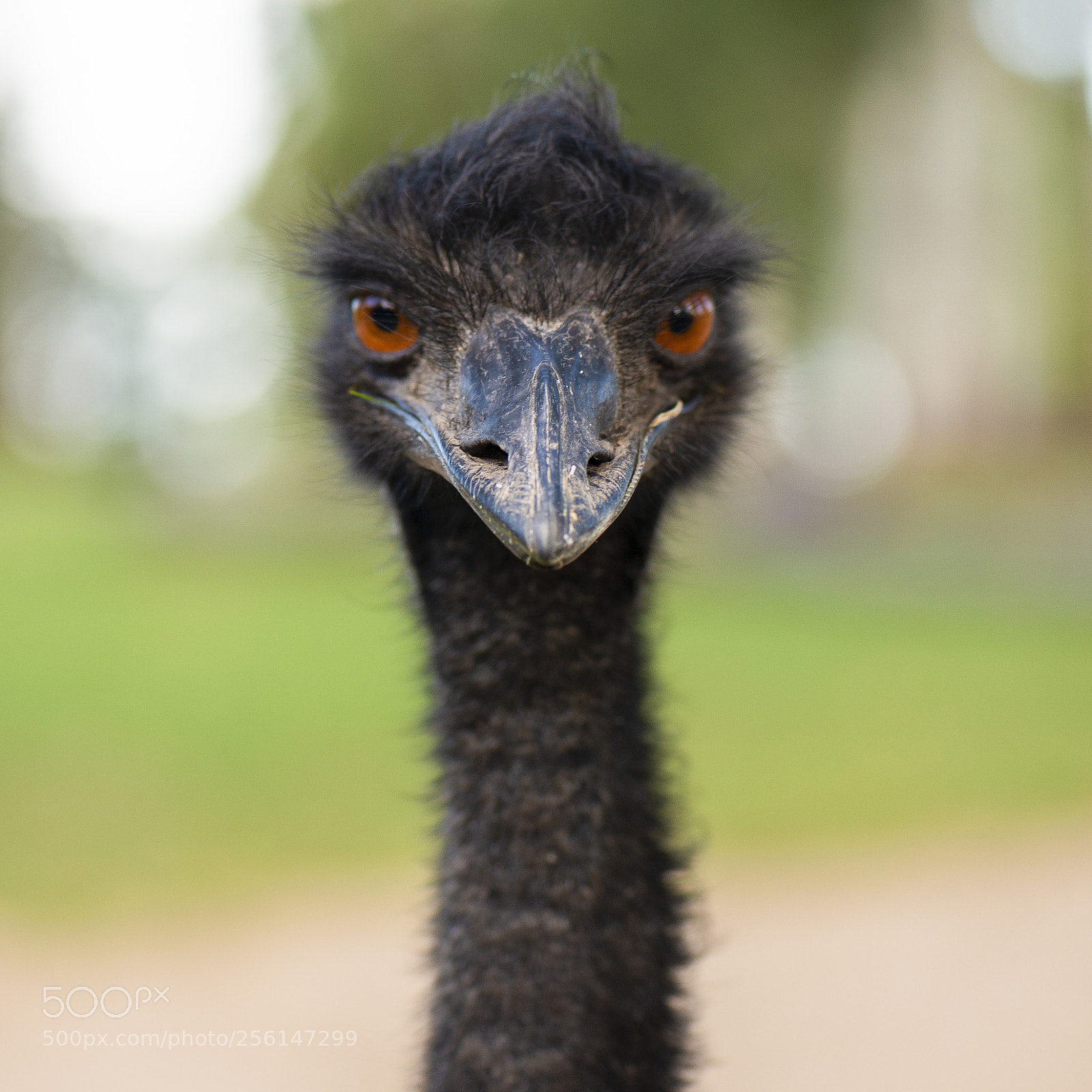 Nikon D800 sample photo. Emu by itself outdoors photography