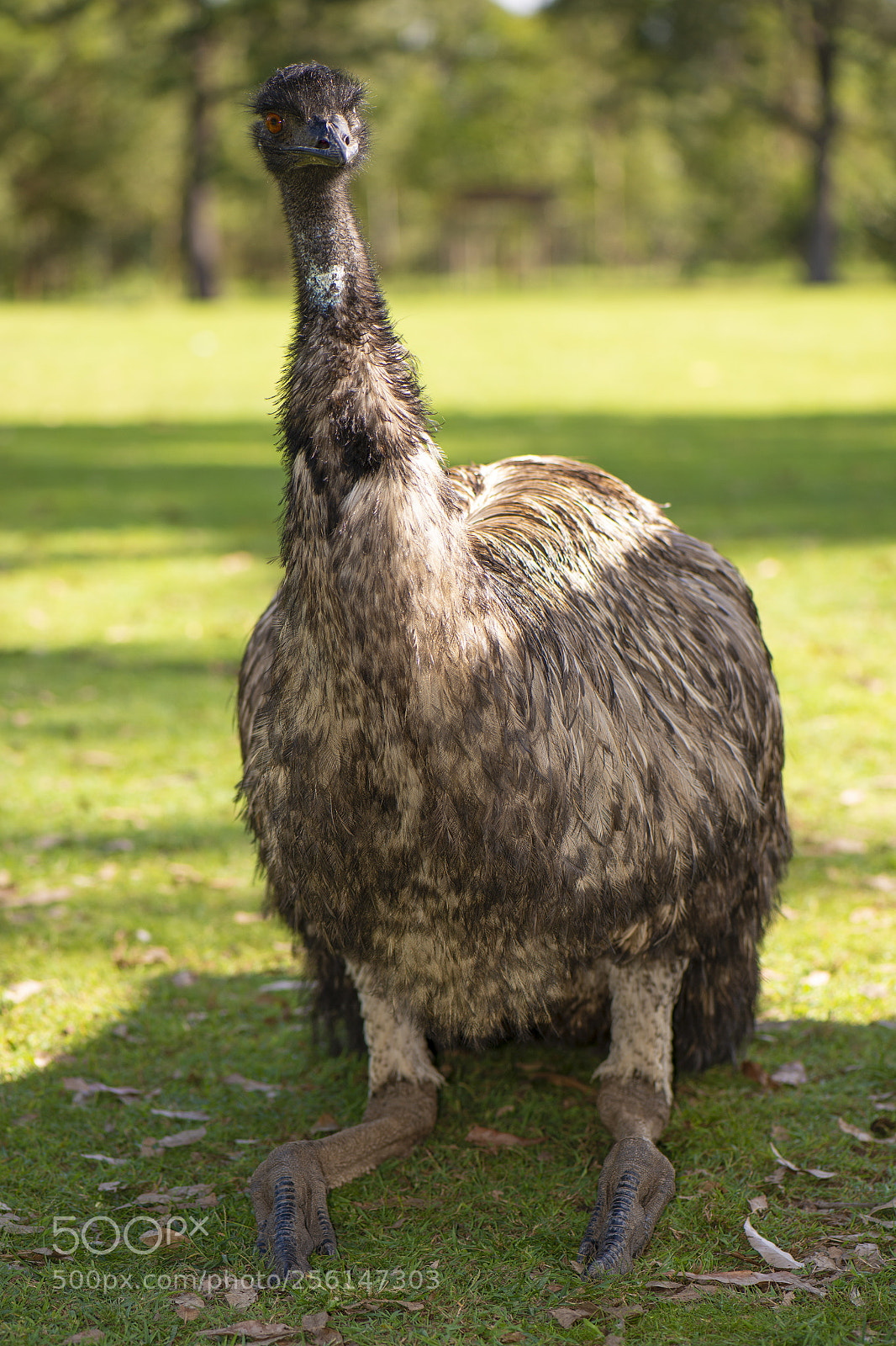Nikon D800 sample photo. Emu by itself outdoors photography
