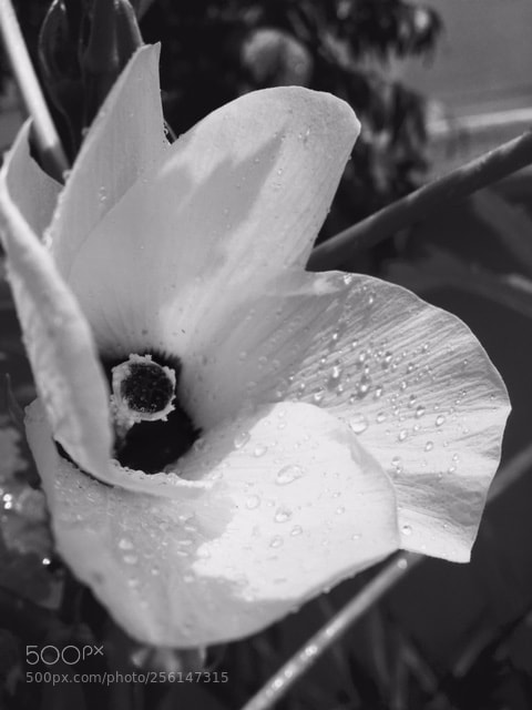 Apple iPhone 6s sample photo. Lady's flower b&w photography