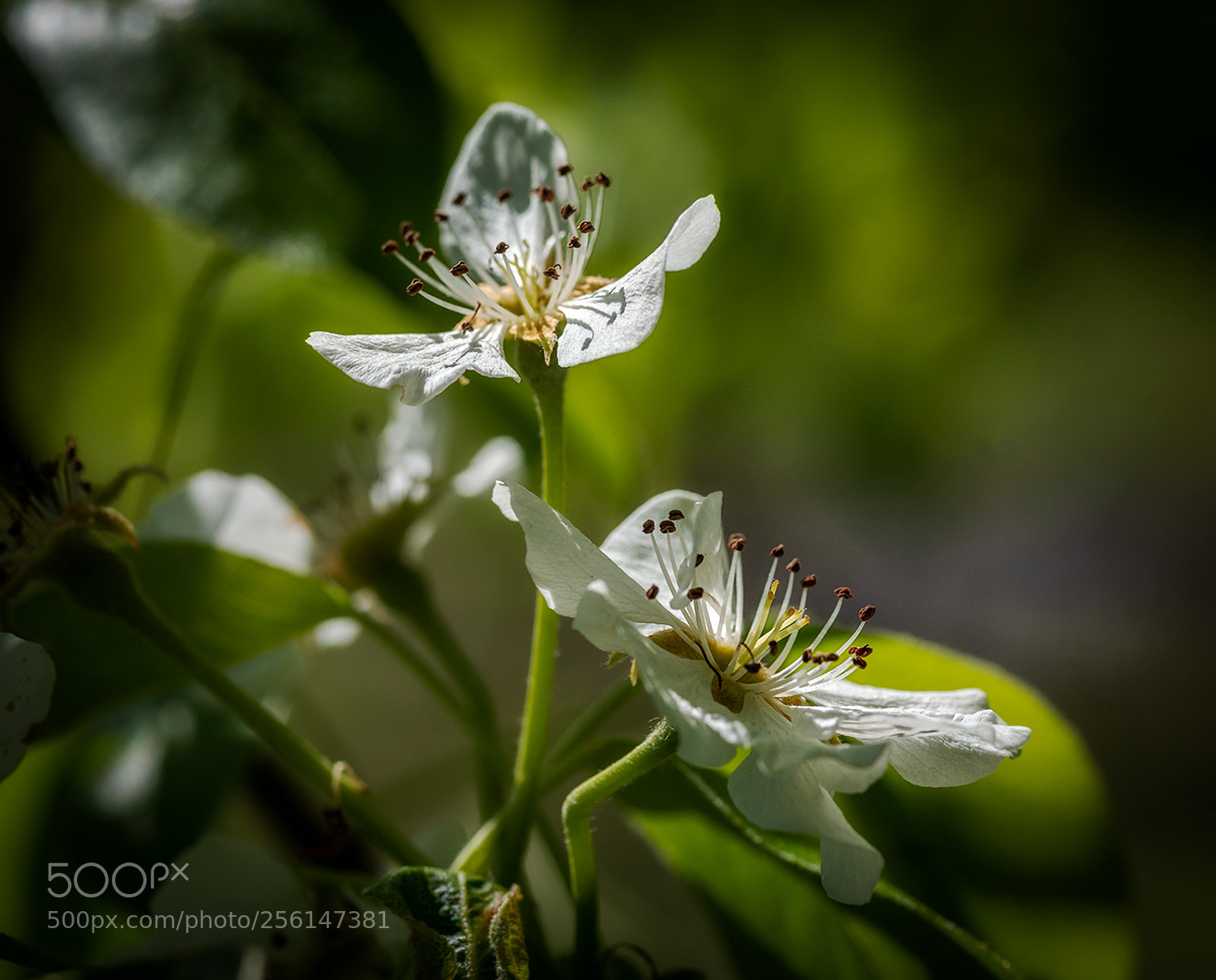 Nikon D810 sample photo. Y photography