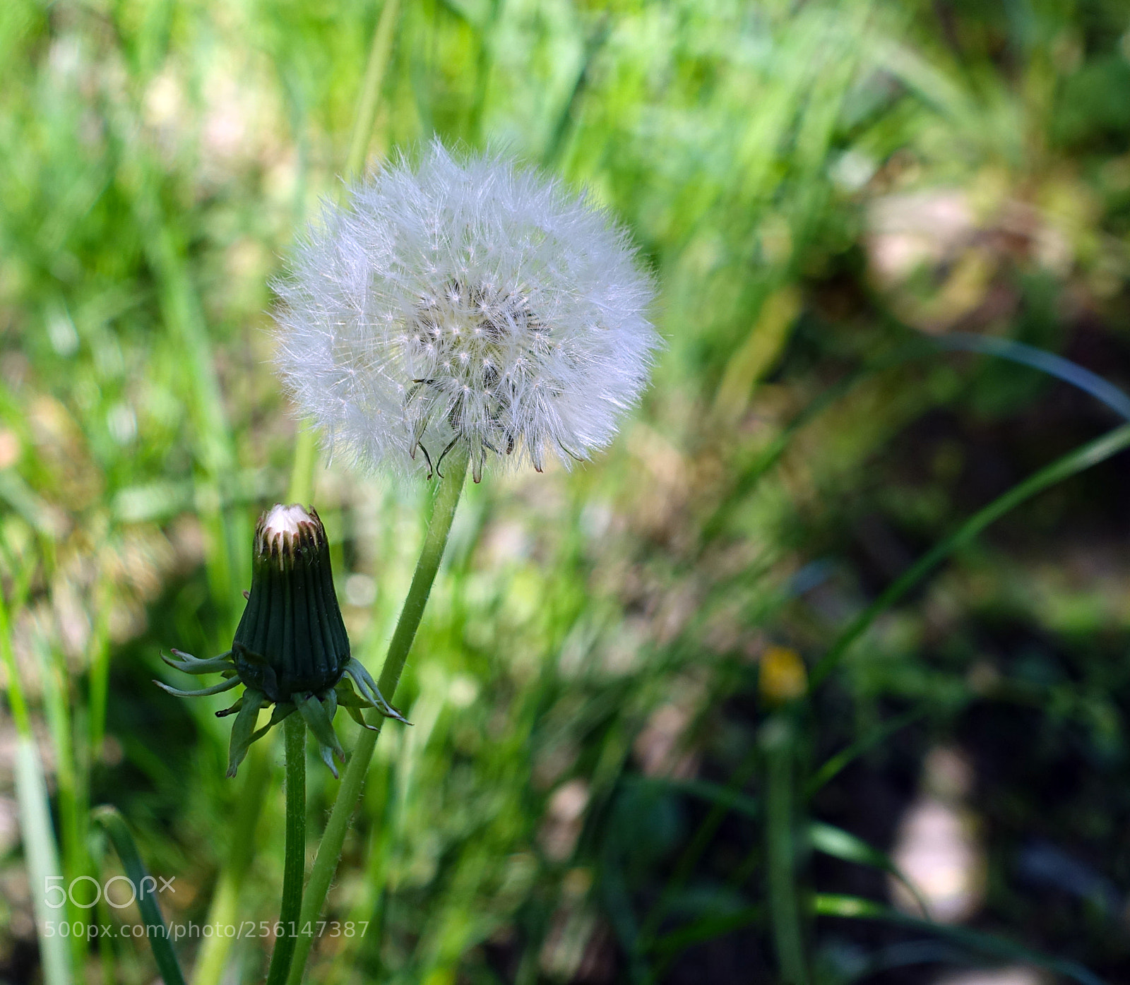 Sony Cyber-shot DSC-RX100 III sample photo. Dandelion photography