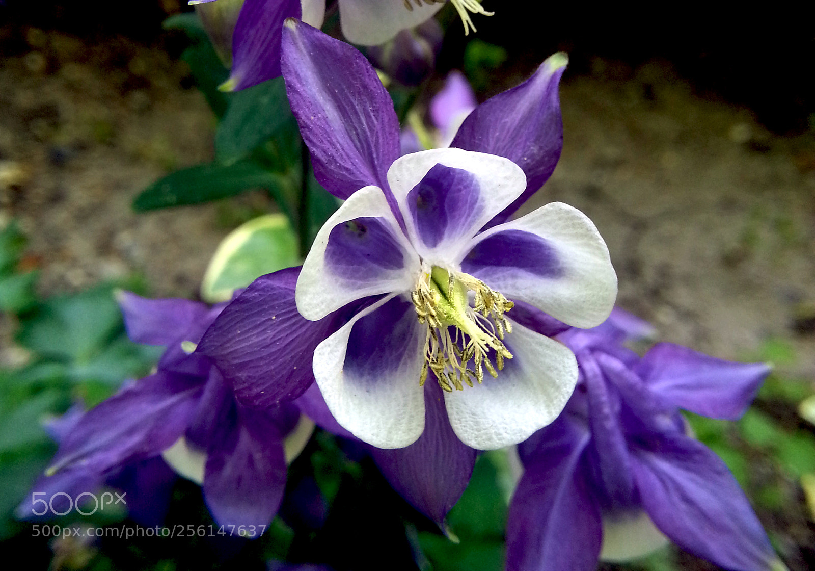 Samsung Galaxy Note2 sample photo. Flower photography