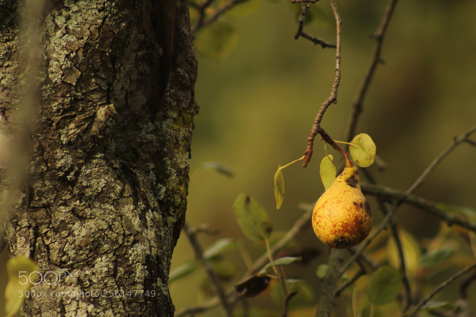 Canon EF 75-300mm f/4-5.6 sample photo. Perita photography