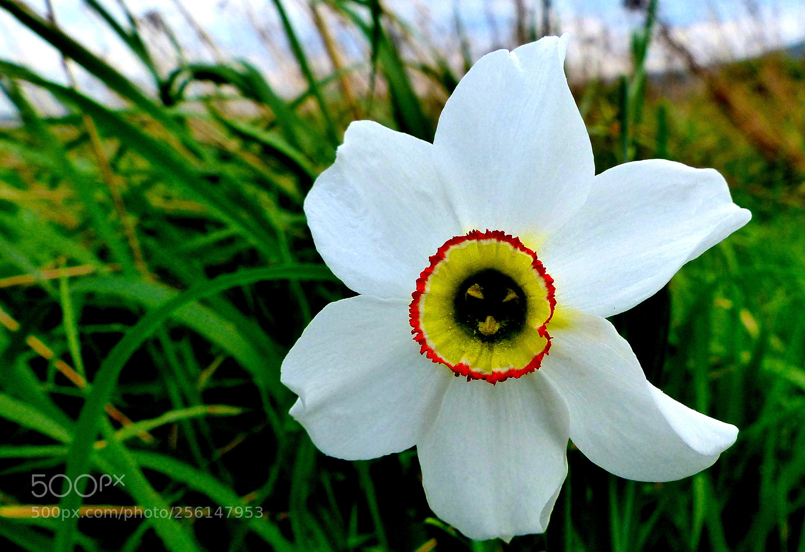 Panasonic Lumix DMC-FZ200 sample photo. Flower. photography