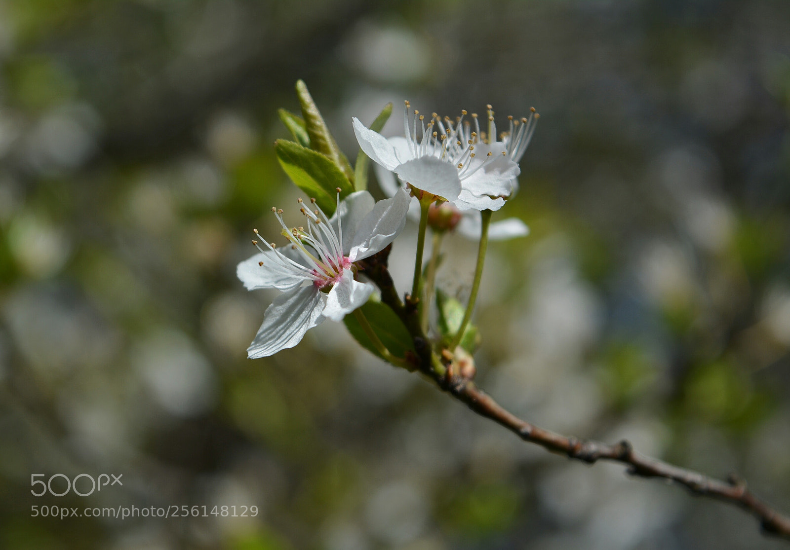 Nikon D5200 sample photo. Mirabelki5 photography