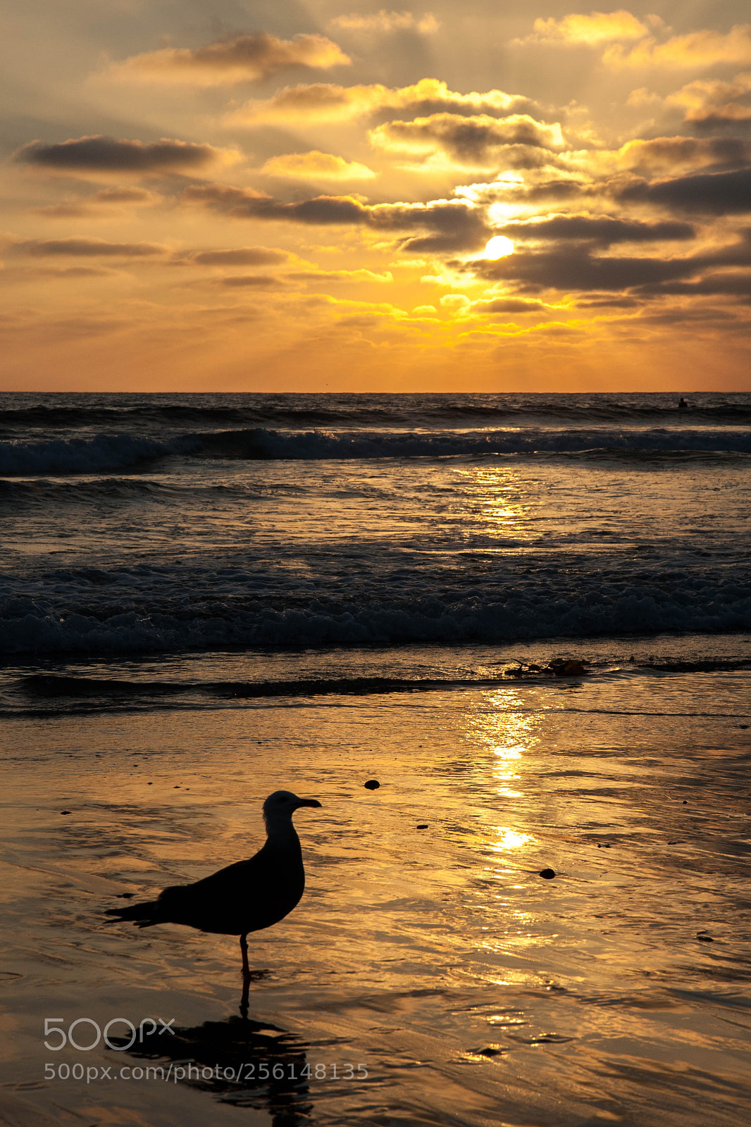 Canon EOS 40D sample photo. Pacific photography