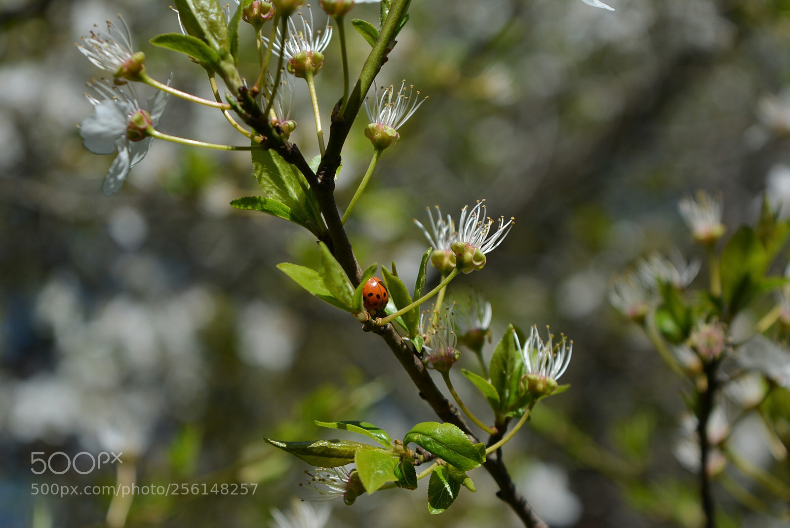 Nikon D5200 sample photo. Mirabelki6 photography