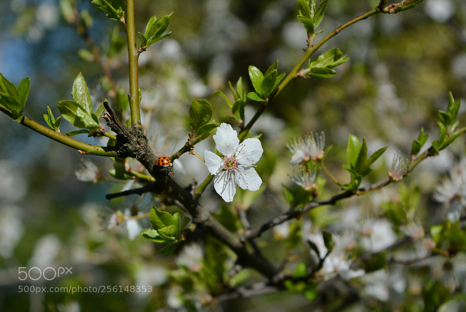 Nikon D5200 sample photo. Mirabelki7 photography