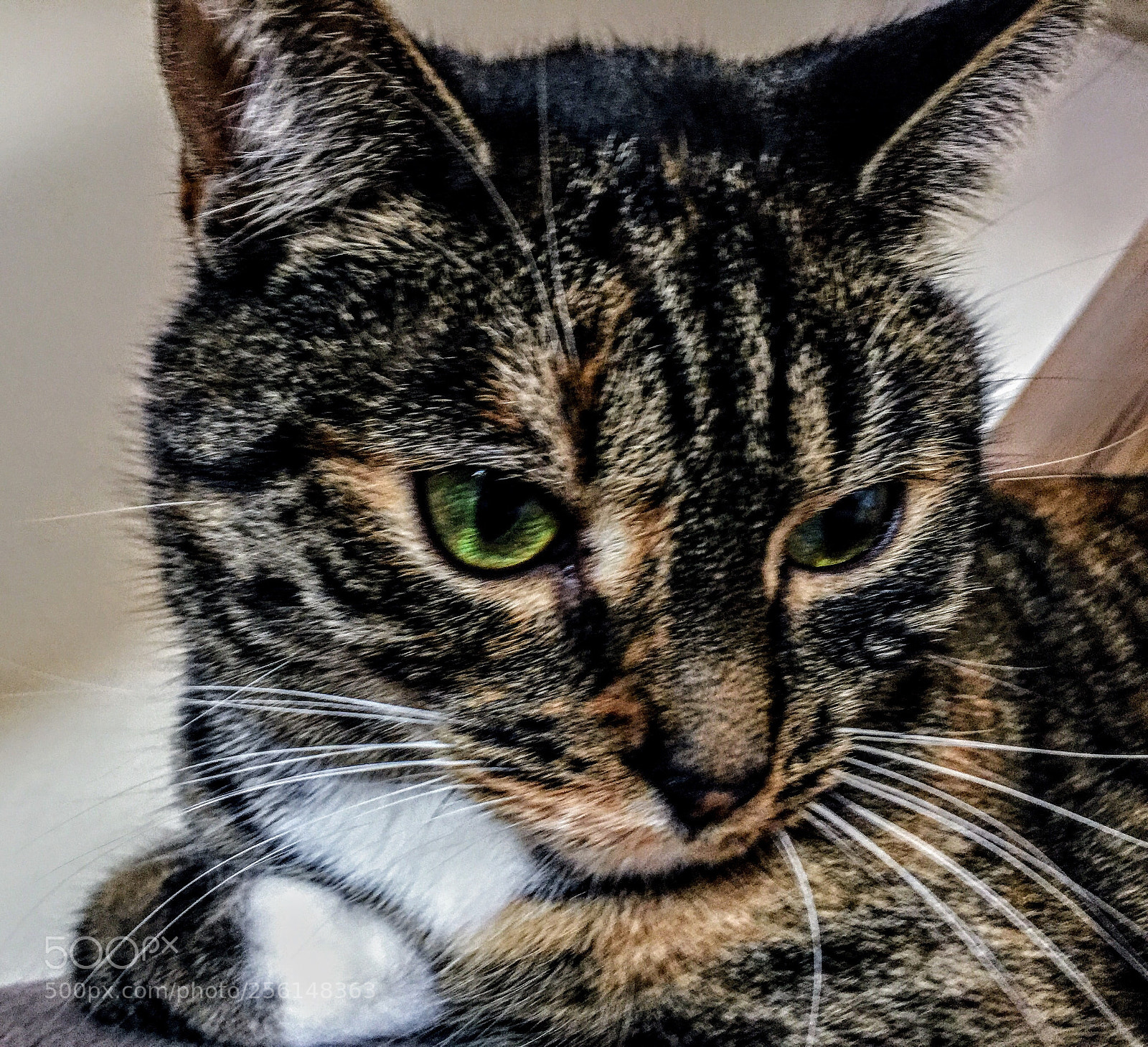 Apple iPhone 6 sample photo. Cat photography