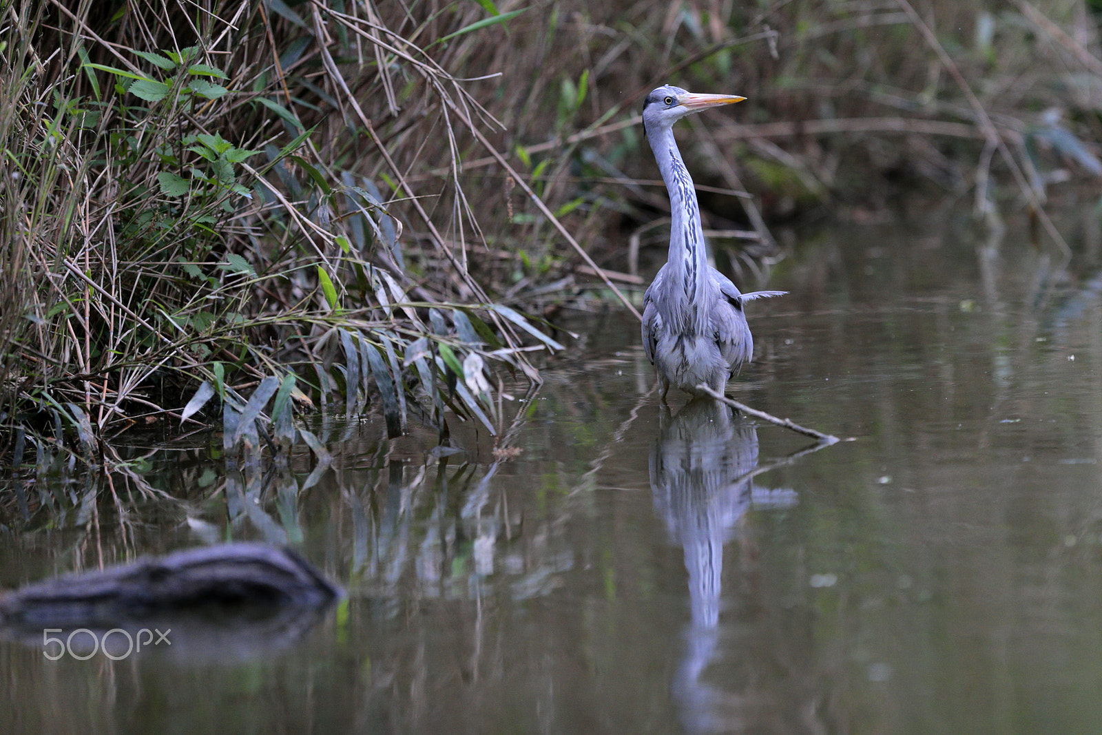 Canon EF 300mm F2.8L IS USM sample photo. Heron photography