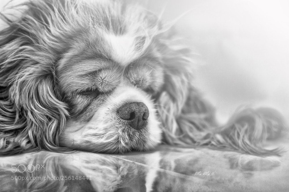 Canon EOS 50D sample photo. Sleeping beauty photography