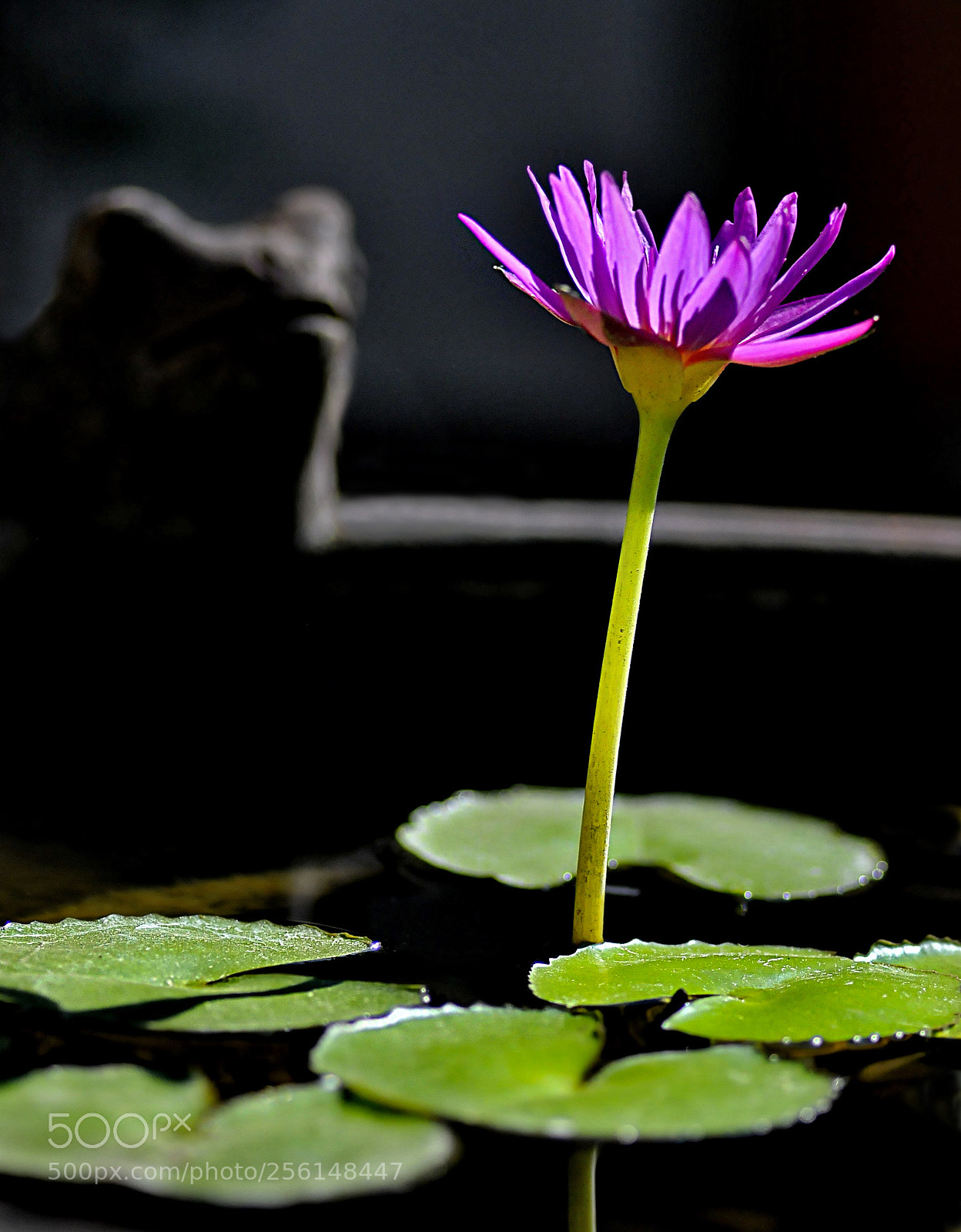 Nikon D300 sample photo. Water lilie photography